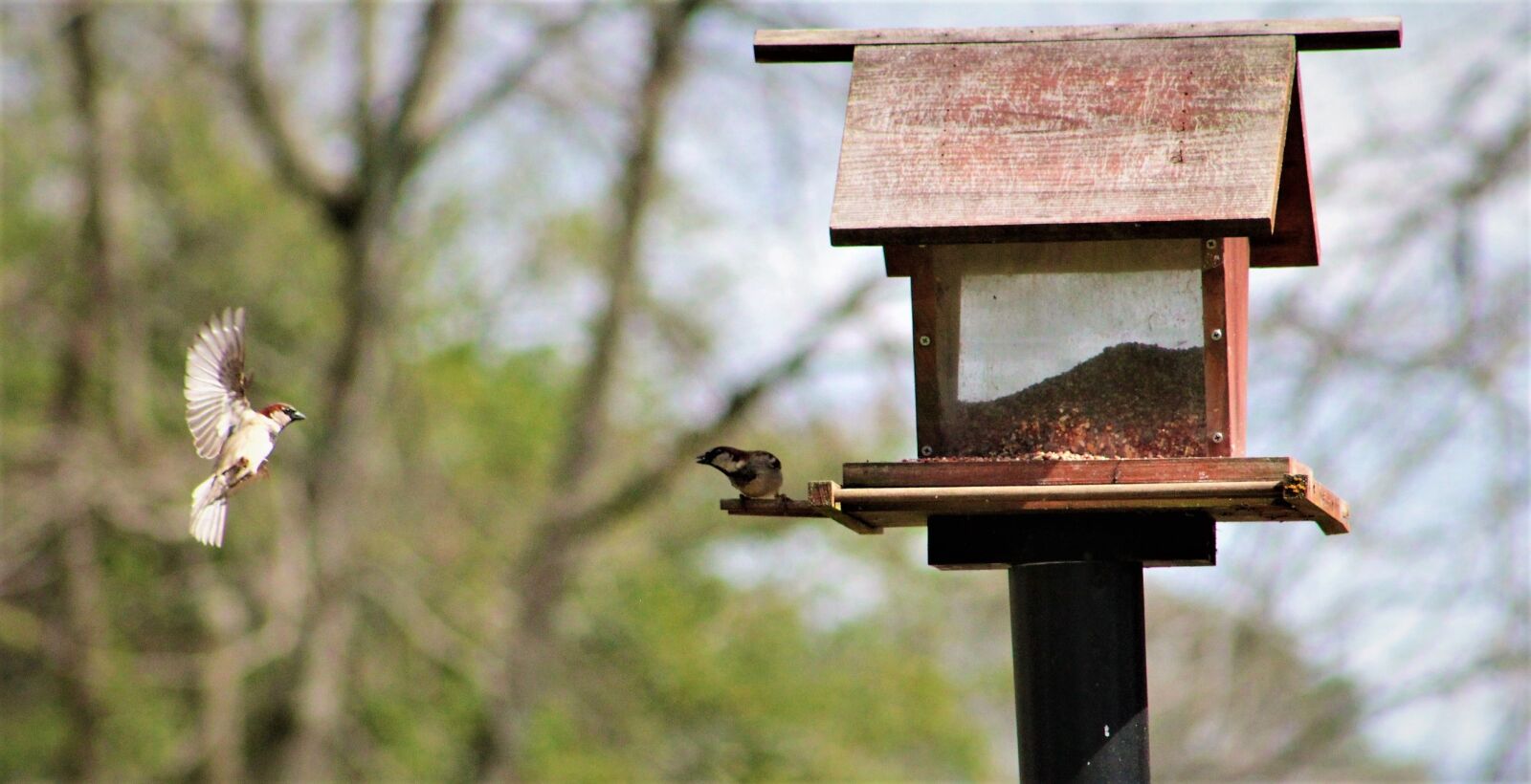 Canon EOS 550D (EOS Rebel T2i / EOS Kiss X4) sample photo. Bird feeder, outdoors, nature photography