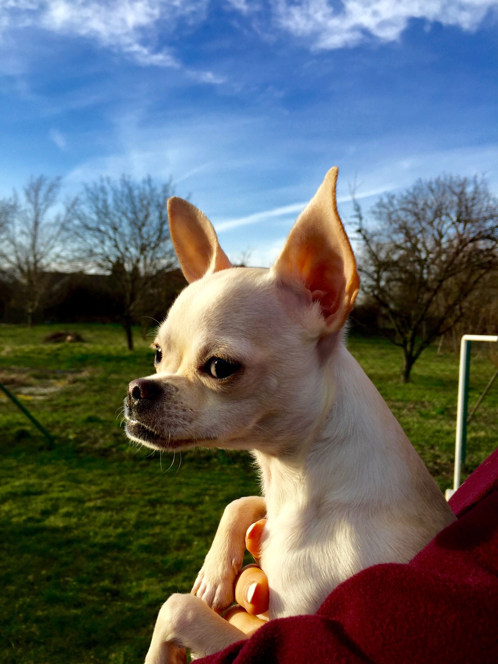 Apple iPhone 6 sample photo. Dog, chihuahua, puppy photography