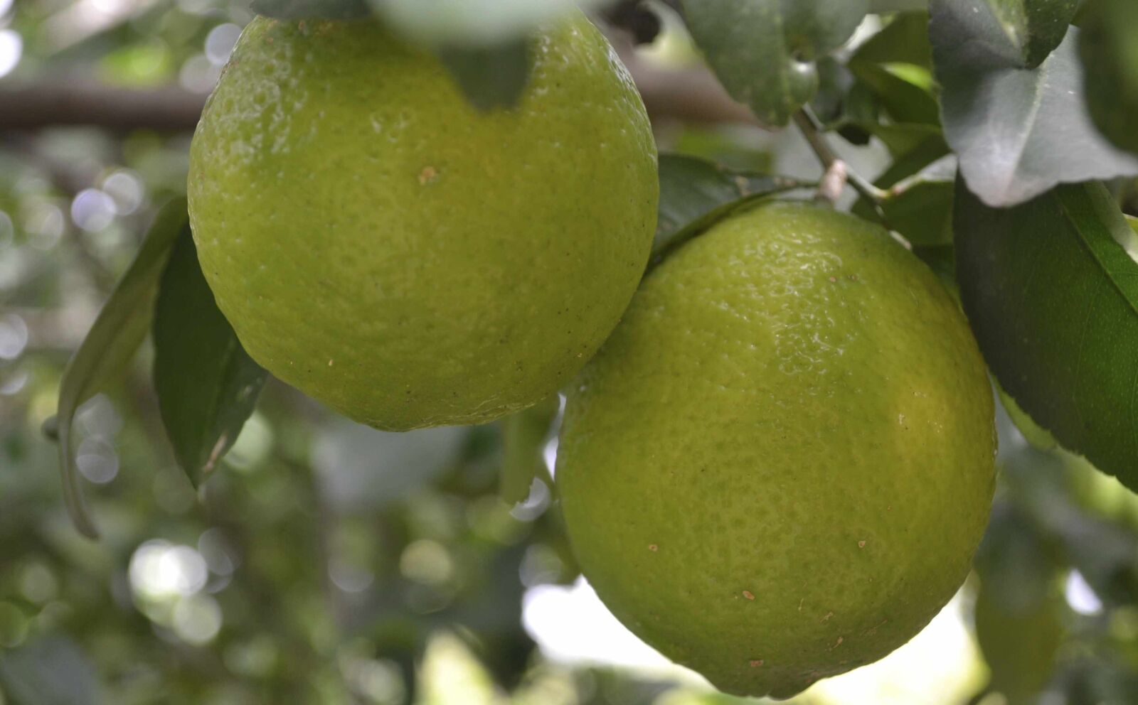 Nikon D3100 sample photo. Lime, fruit, citric photography