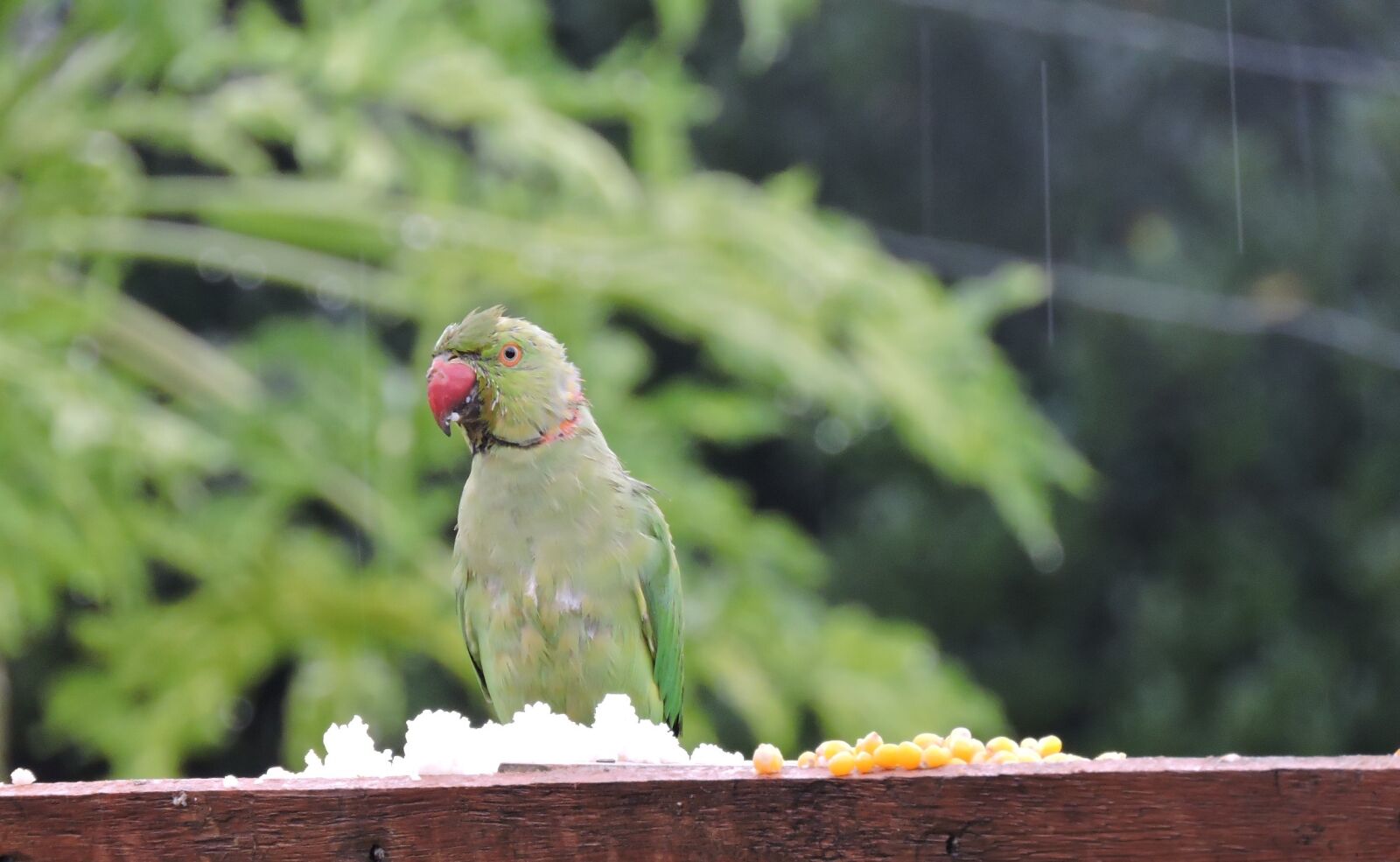 Nikon Coolpix P600 sample photo. Nature, bird, birdwatching photography