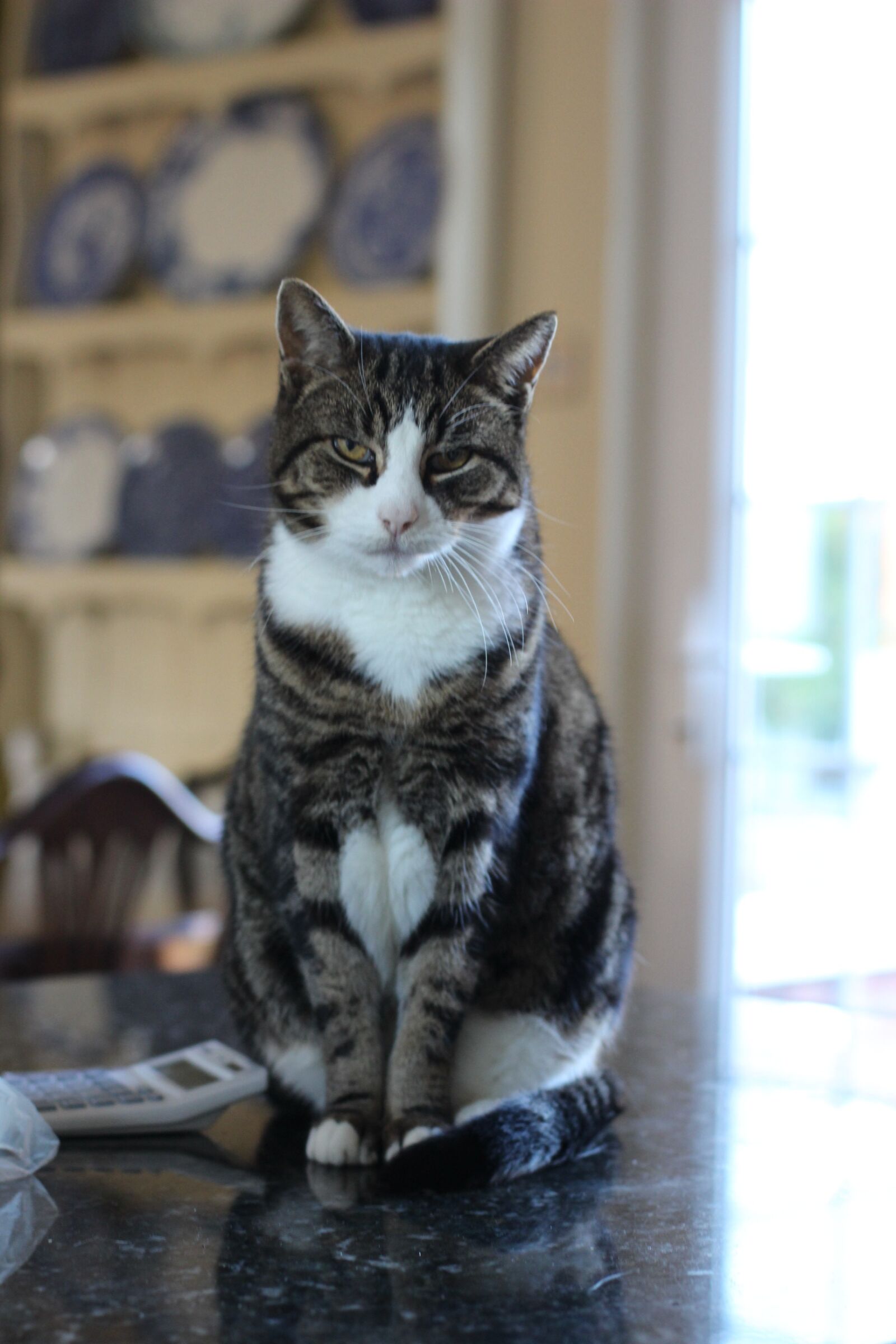 Canon EOS 600D (Rebel EOS T3i / EOS Kiss X5) + Canon EF 50mm F1.4 USM sample photo. Cat, grey, locked photography