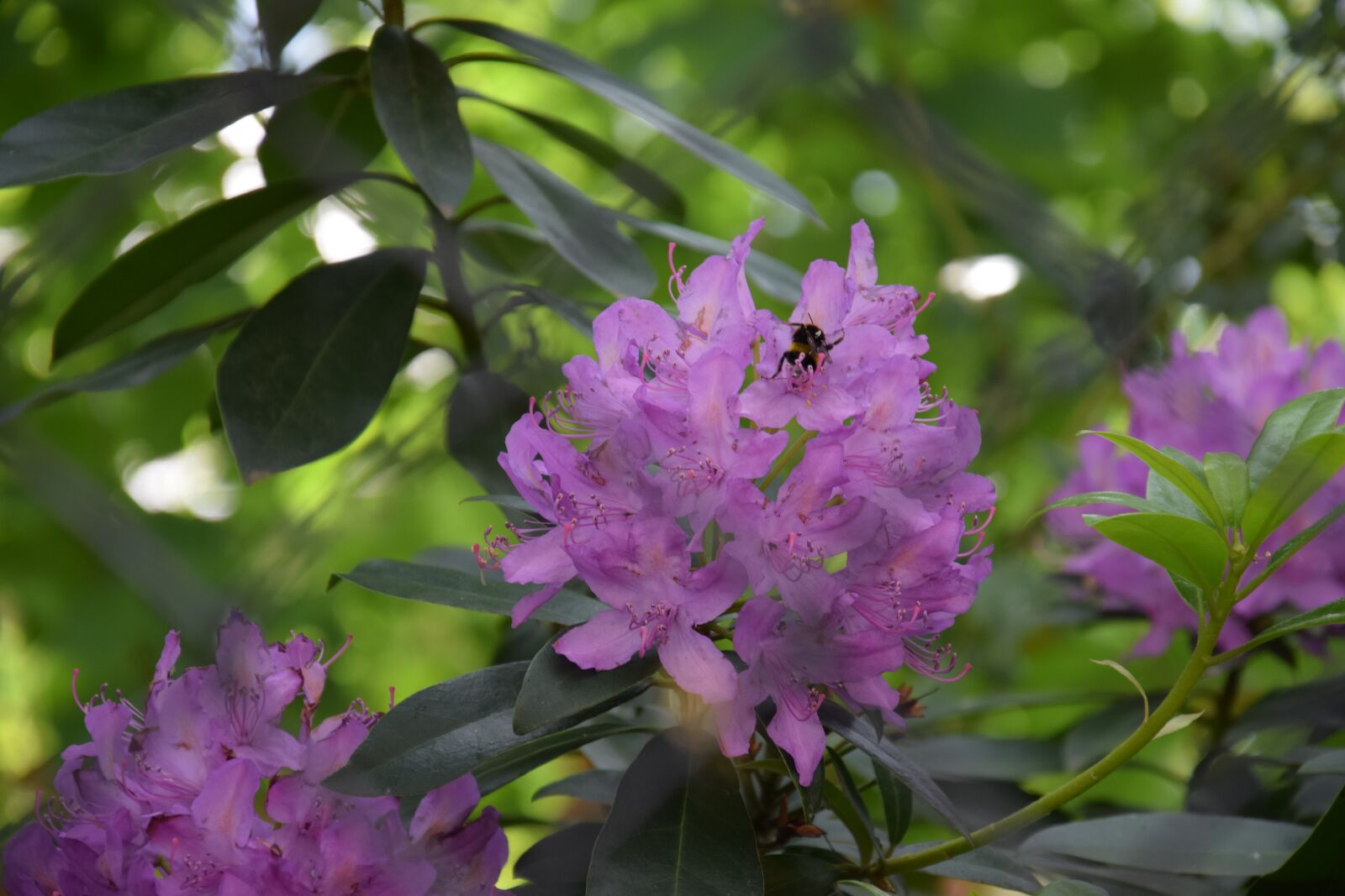 Nikon D5300 sample photo. Flower, bee, nectar photography