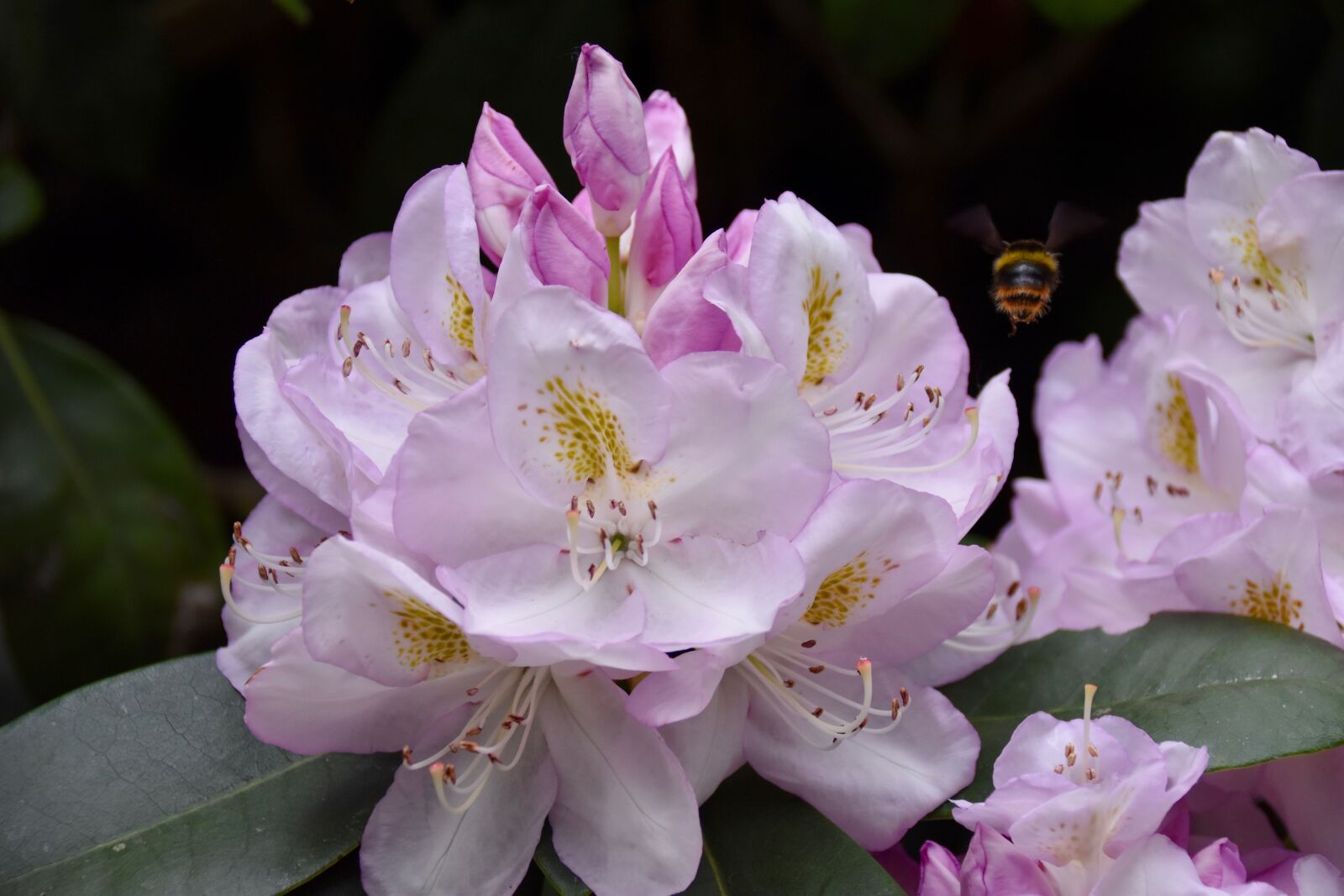 Nikon D5600 sample photo. Flower, rhododendron, bourdon photography