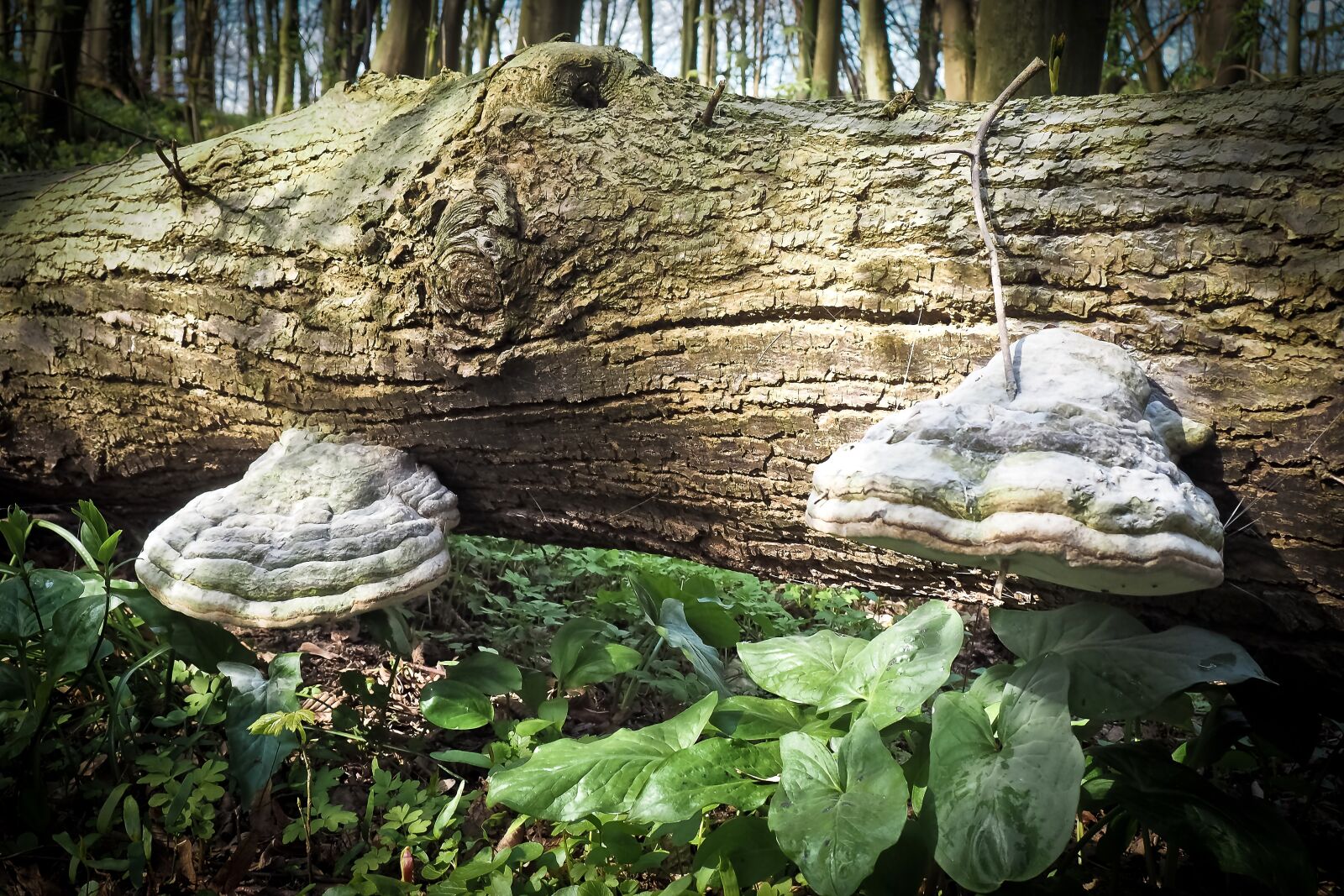 Olympus OM-D E-M10 sample photo. Forest, log, nature photography