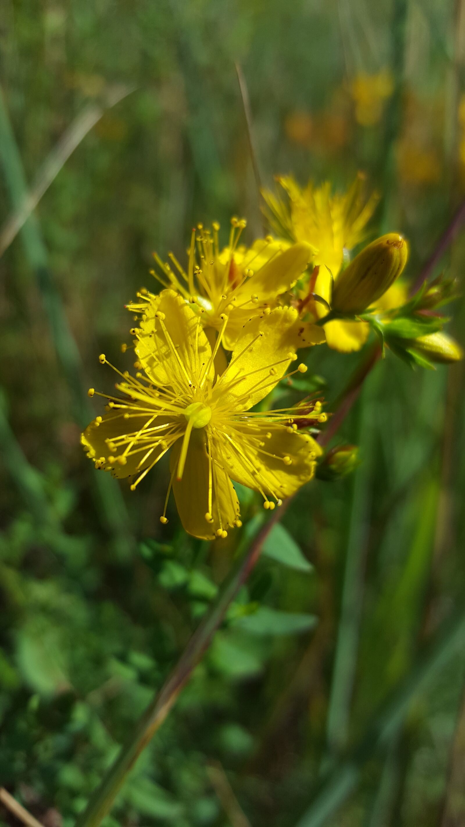 Samsung Galaxy S6 sample photo. St john's wort, hypercium photography