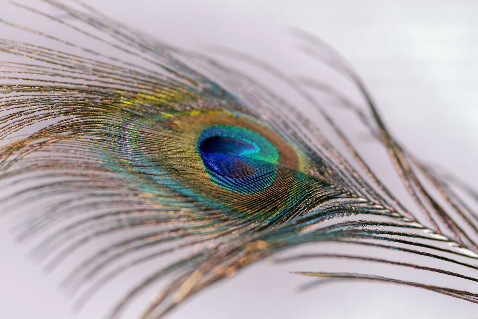 Canon EOS 500D (EOS Rebel T1i / EOS Kiss X3) sample photo. Peacock, feather, bird photography