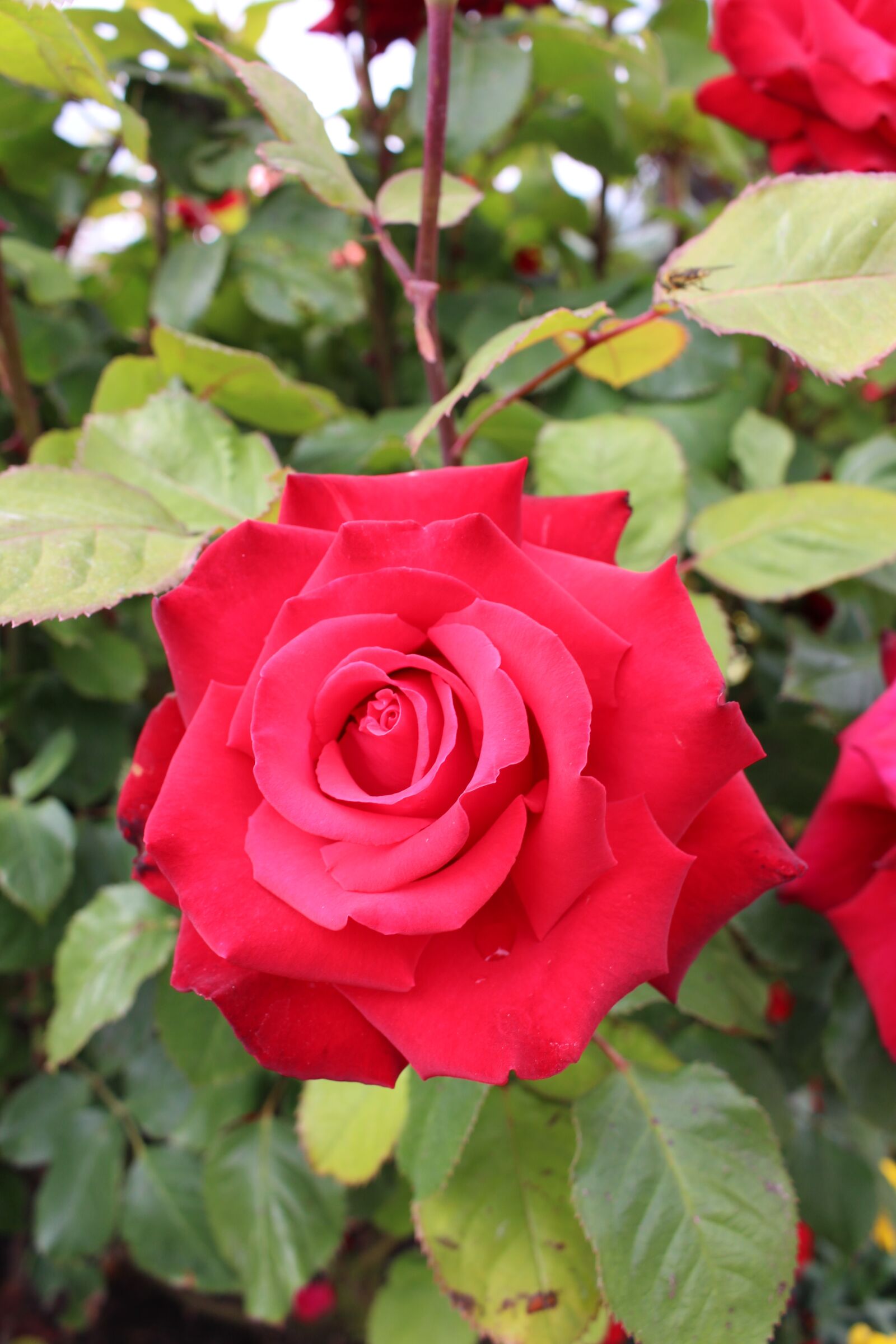 Canon EOS 700D (EOS Rebel T5i / EOS Kiss X7i) sample photo. Red rose, rose bloom photography