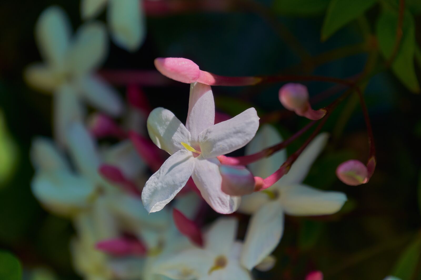 Nikon D7200 sample photo. Flowering, white, plant photography