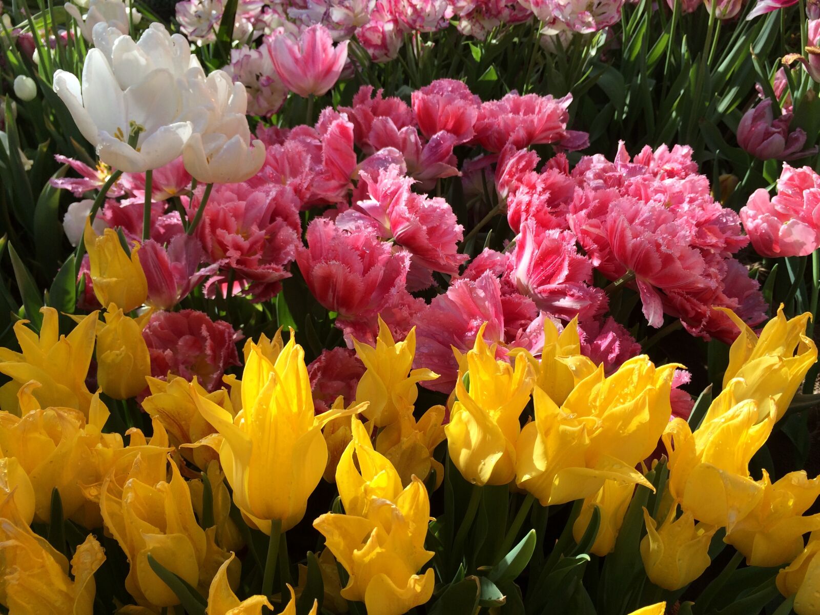 iPhone 5s back camera 4.15mm f/2.2 sample photo. Spring, tulips, flower photography