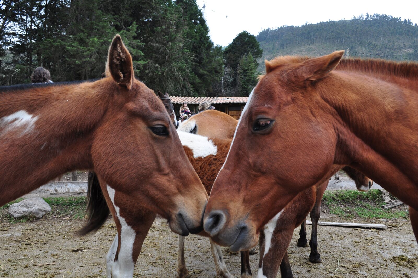 Nikon D5000 sample photo. Horses, head, animal photography