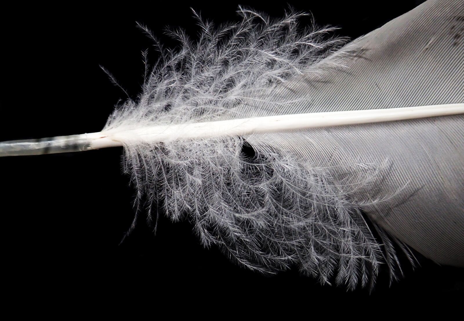 Olympus TG-5 sample photo. Feather, plumage, bird photography