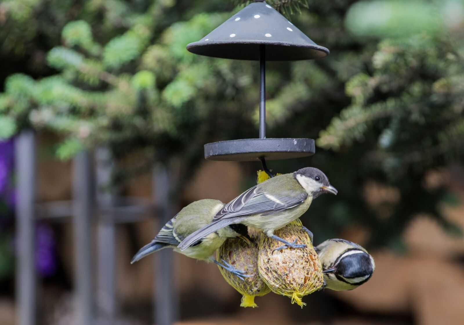 Canon EOS 7D Mark II + Canon EF 70-200mm F4L IS USM sample photo. Photo of titmouse, fat photography