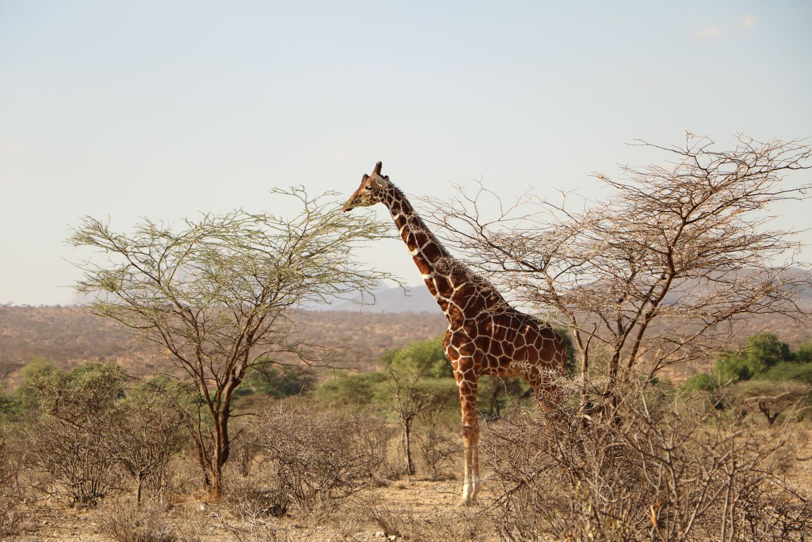 Canon EOS 760D (EOS Rebel T6s / EOS 8000D) sample photo. Giraffe, safari, animal photography