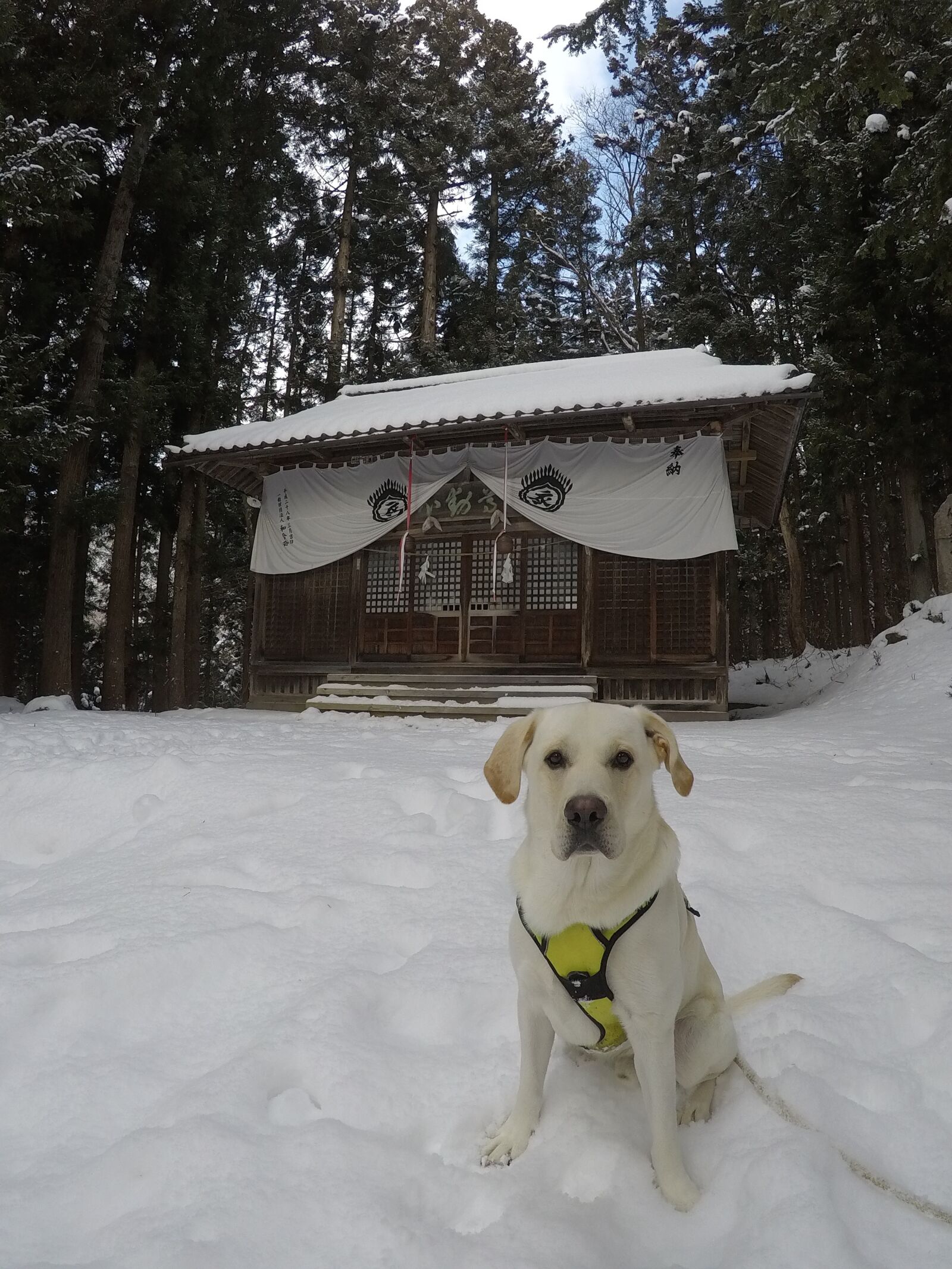 GoPro Hero5 Black sample photo. Snow monkey, shrine dog photography