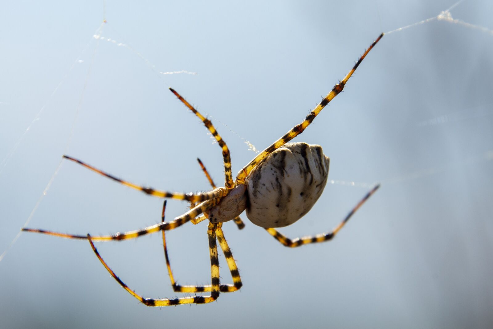 Nikon D600 sample photo. Spider, spider web, nature photography