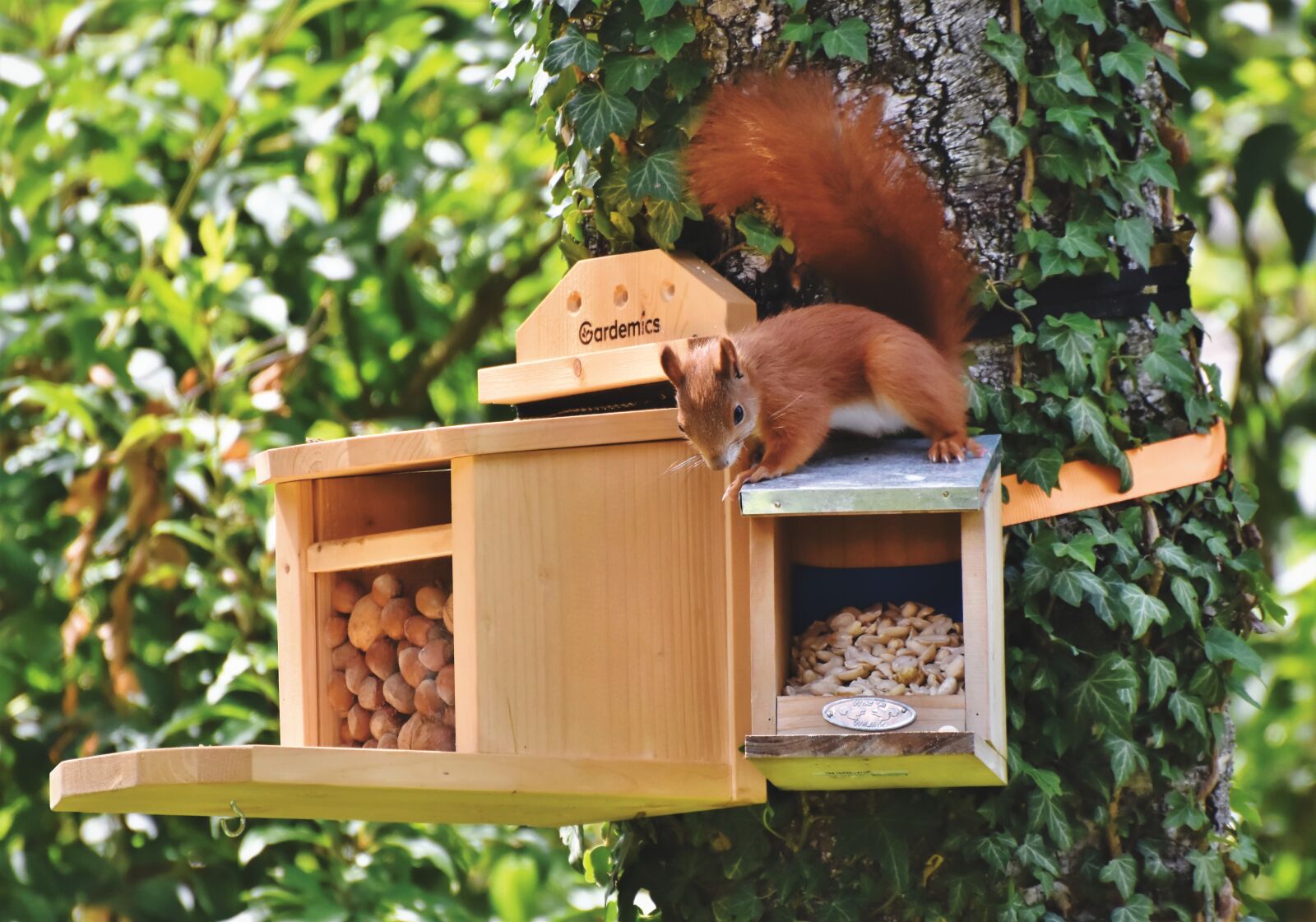 Nikon D7200 sample photo. Squirrel, verifiable kitten, rodent photography