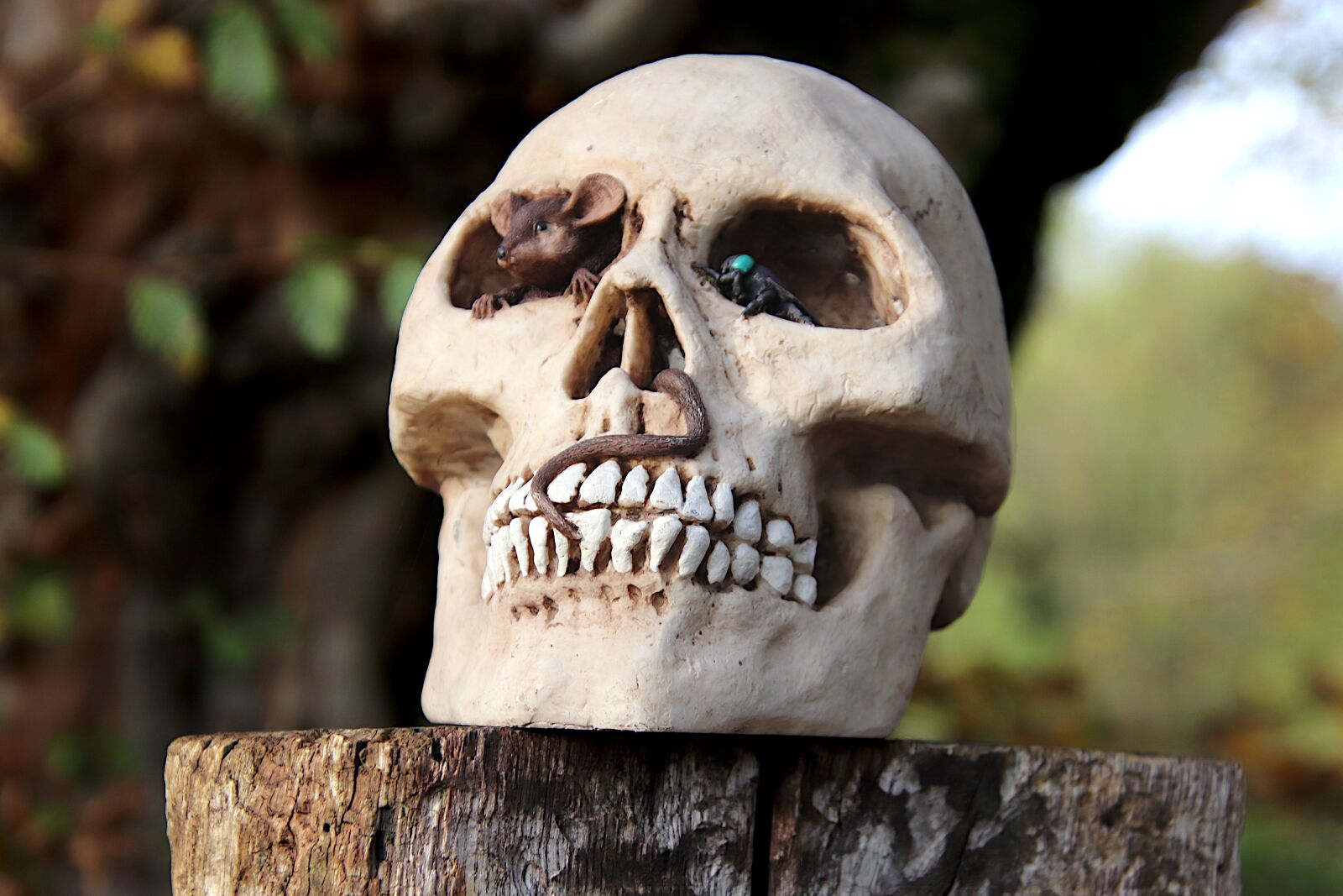 Canon EOS 800D (EOS Rebel T7i / EOS Kiss X9i) sample photo. Halloween, skull, skeleton photography