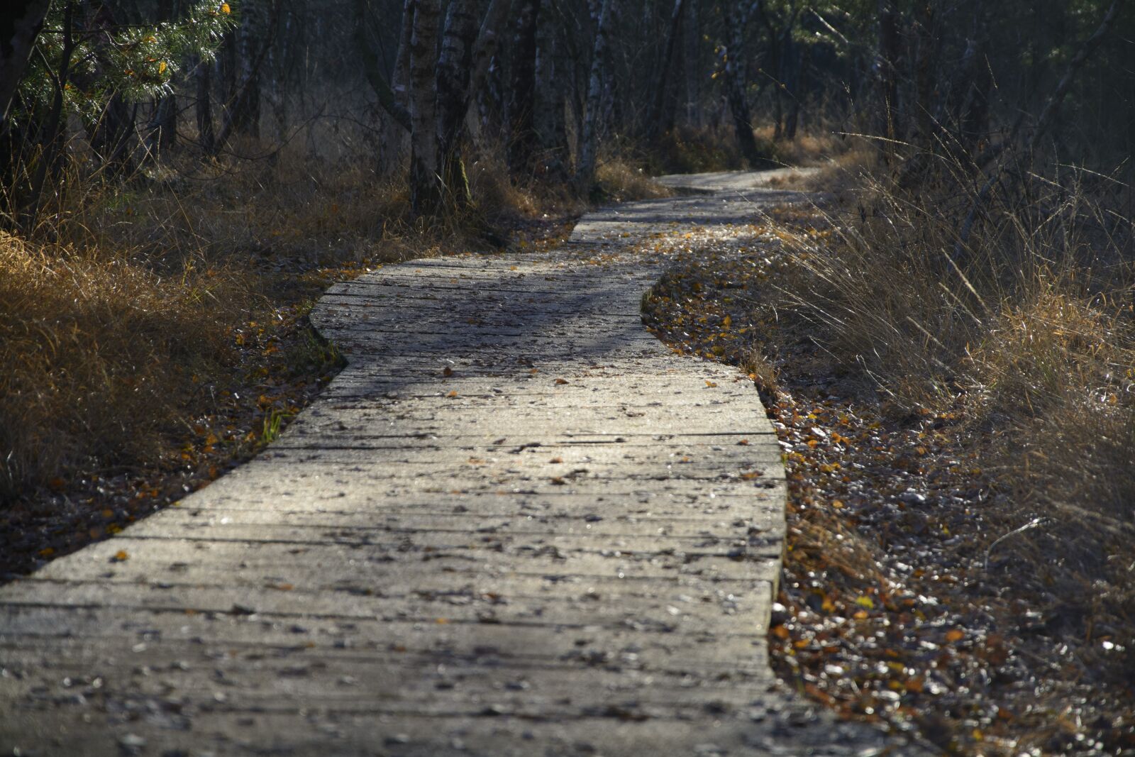 Nikon D7100 sample photo. Boardwalk, forest, nature photography