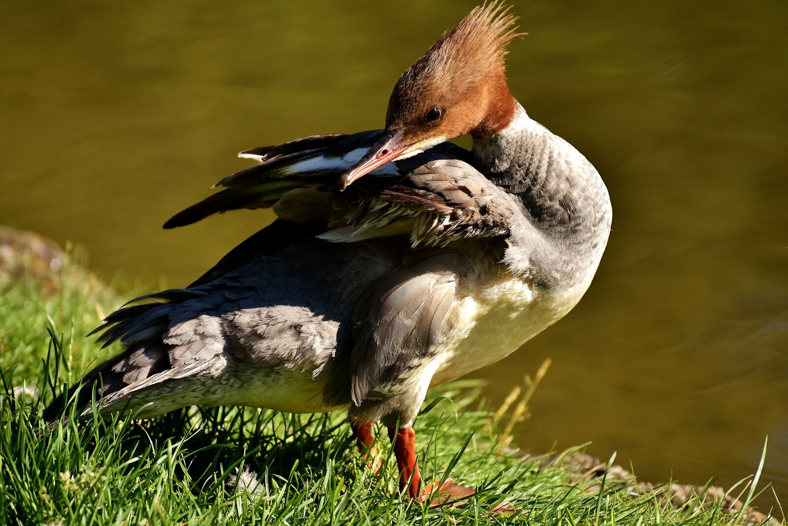 Nikon D7200 sample photo. Merganser, mergus merganser, duck photography