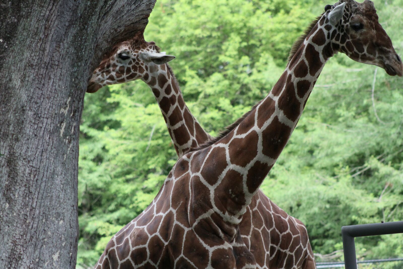 Canon EOS 7D sample photo. Giraffe, together, pair photography