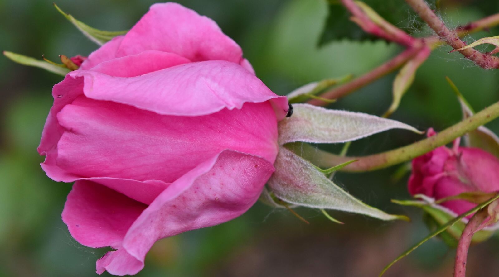 Nikon D5500 sample photo. Beautiful flowers, flower bud photography