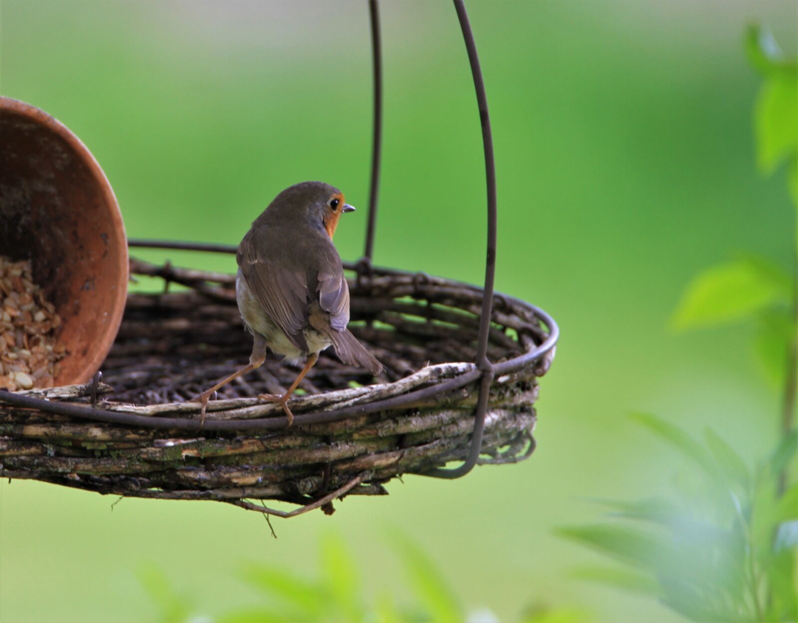 Tamron SP 150-600mm F5-6.3 Di VC USD sample photo. Robin, bird, songbird photography