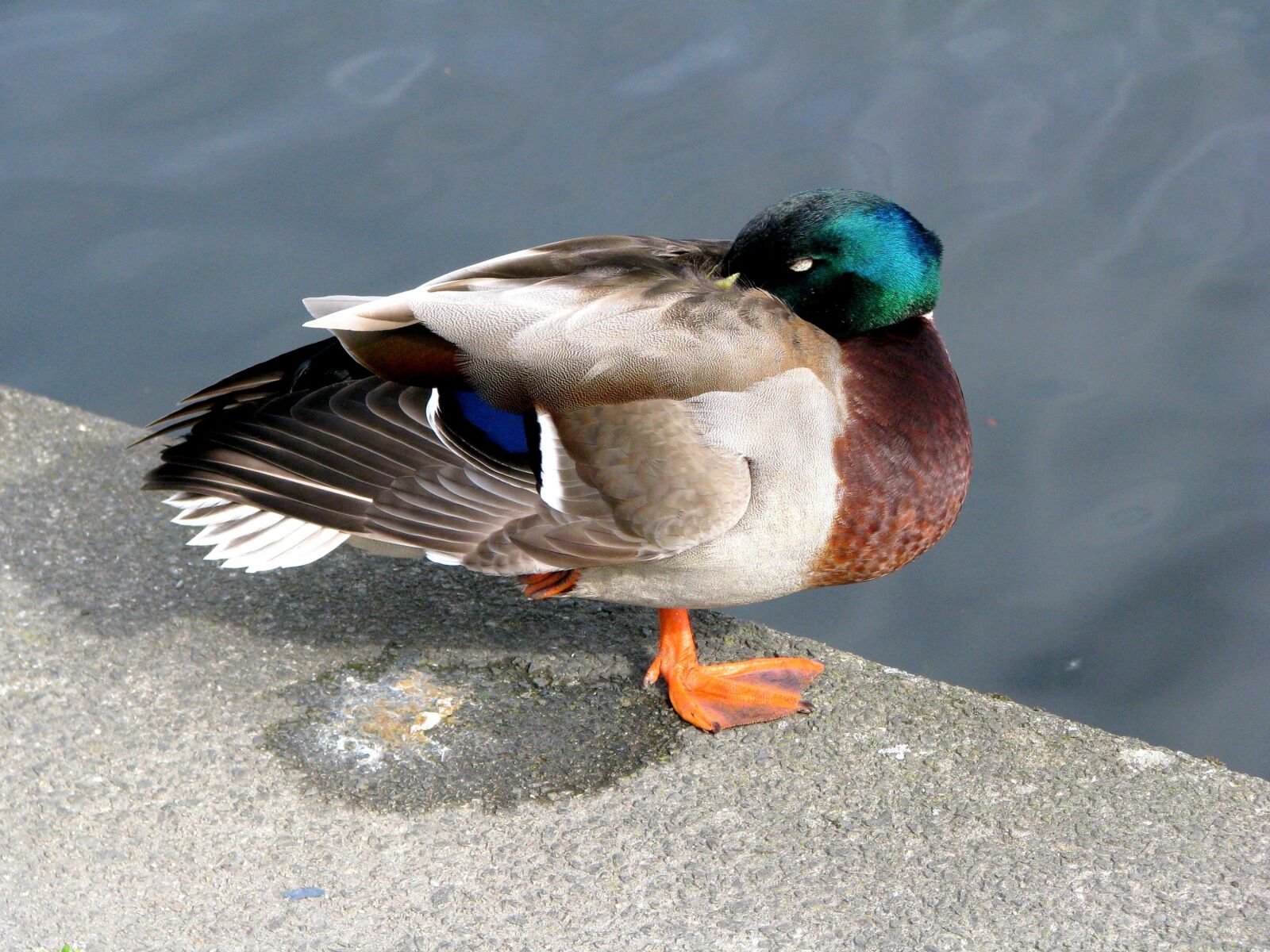Canon POWERSHOT S5 IS sample photo. Duck, bird, mallard duck photography