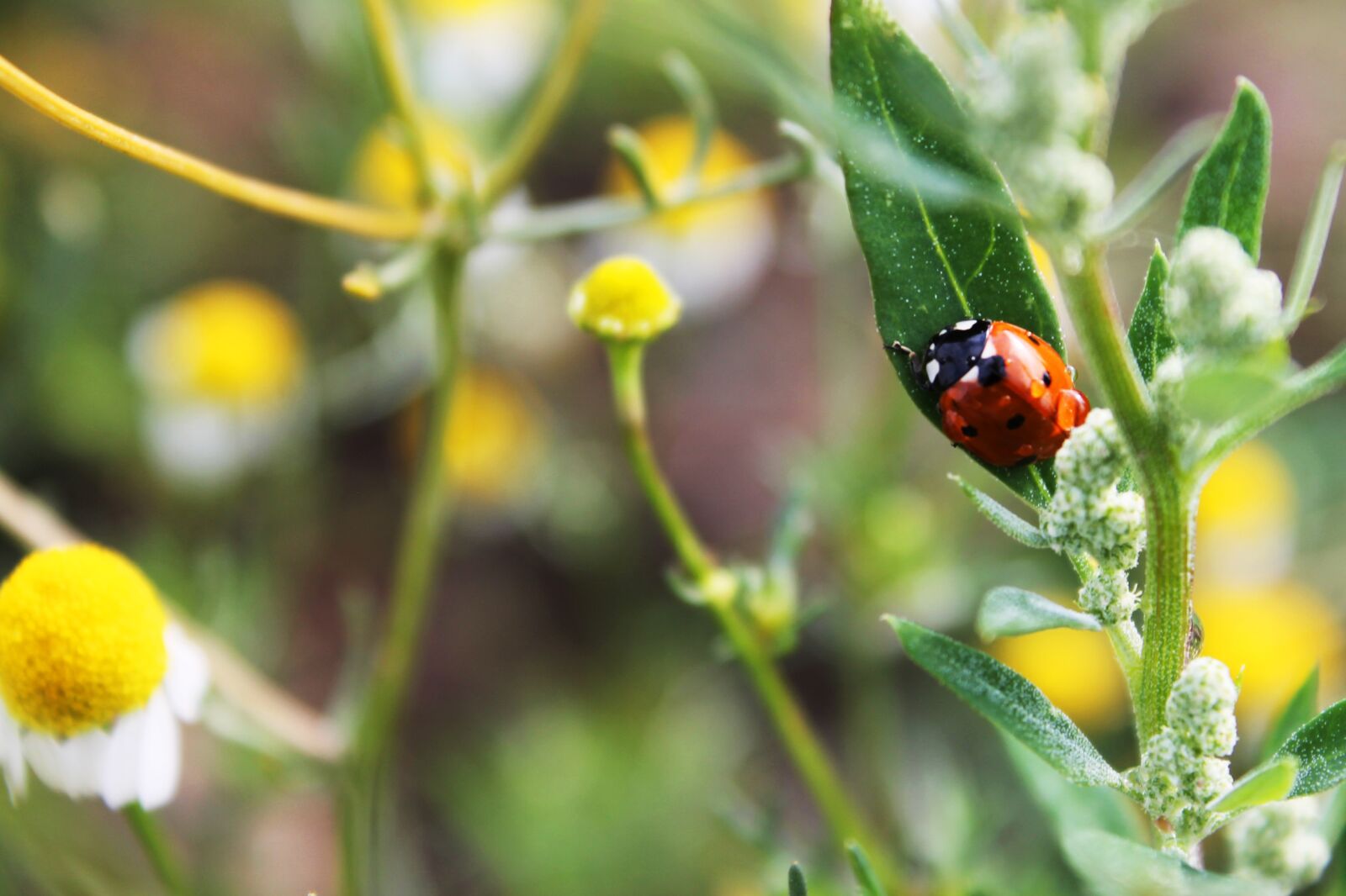 Canon EOS 1100D (EOS Rebel T3 / EOS Kiss X50) sample photo. Ladybug, daisy, nature photography