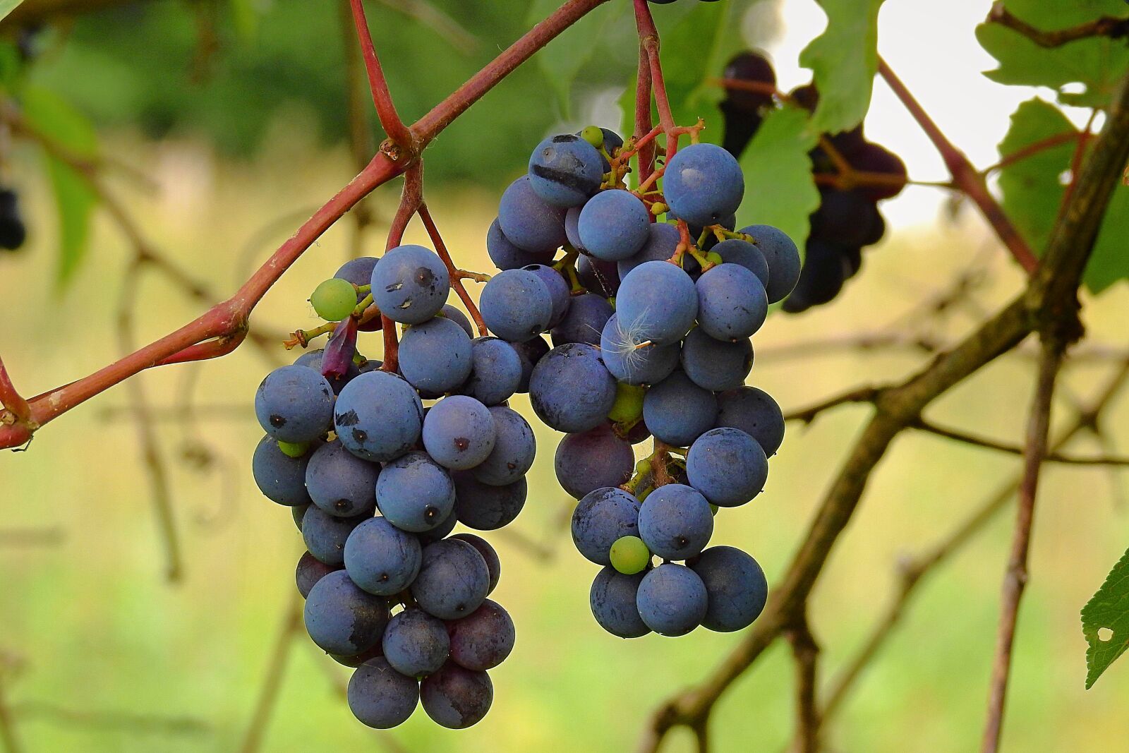Nikon Coolpix P900 sample photo. Vines, fruit, grapes photography