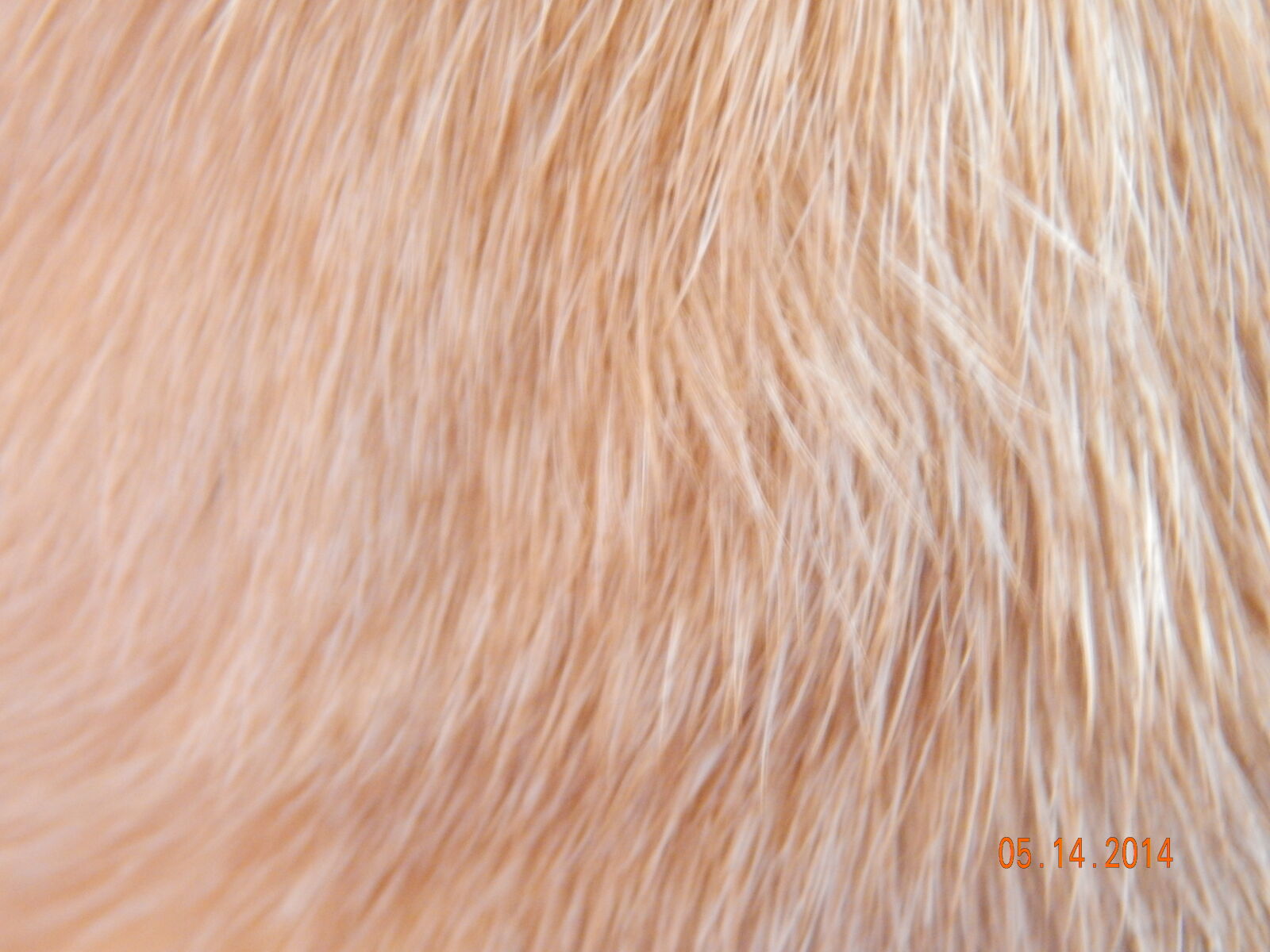 Nikon Coolpix L820 sample photo. Dog, fur, coat, fur photography