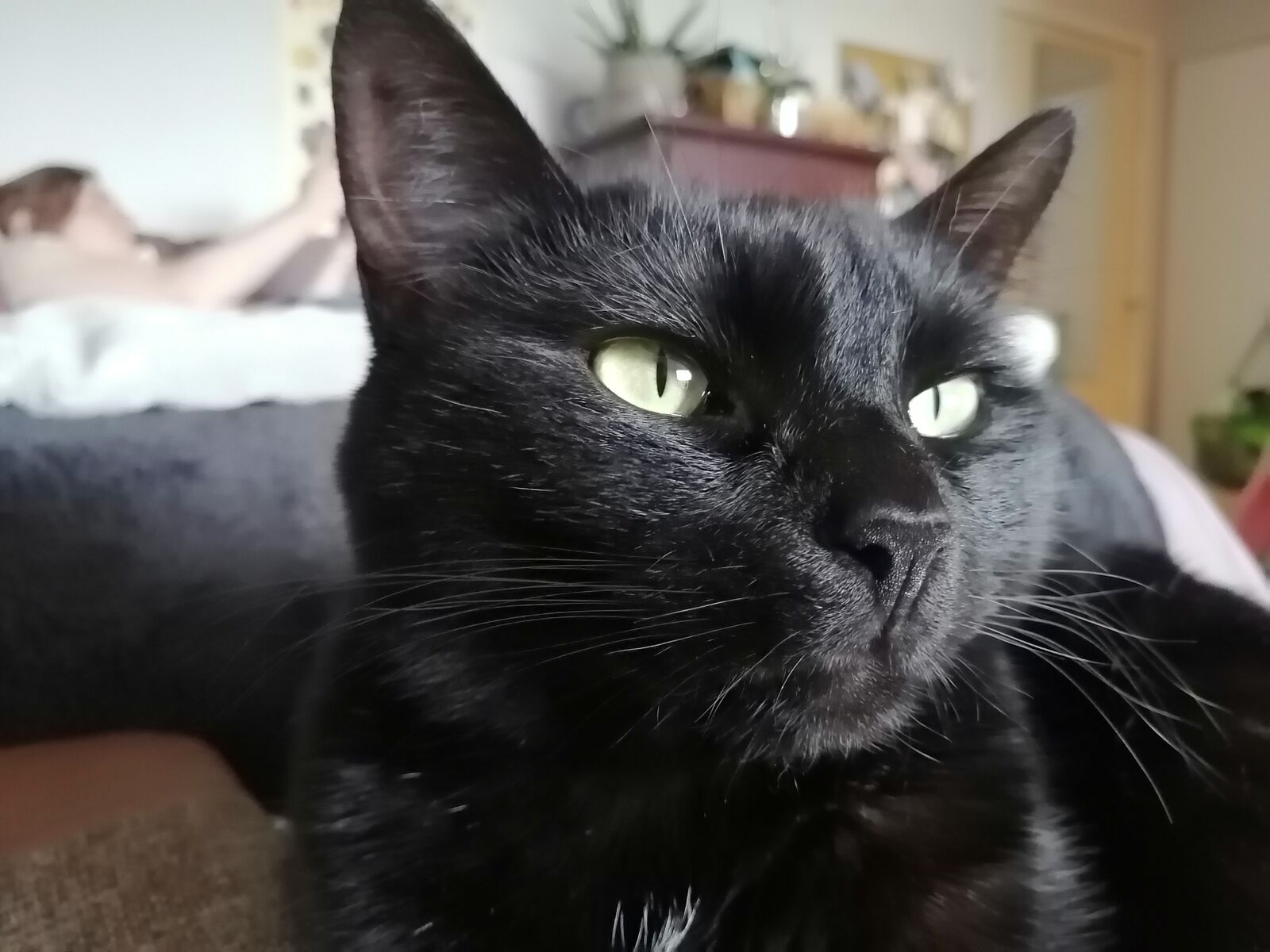 HUAWEI P30 LITE sample photo. Cat, cute, pet photography