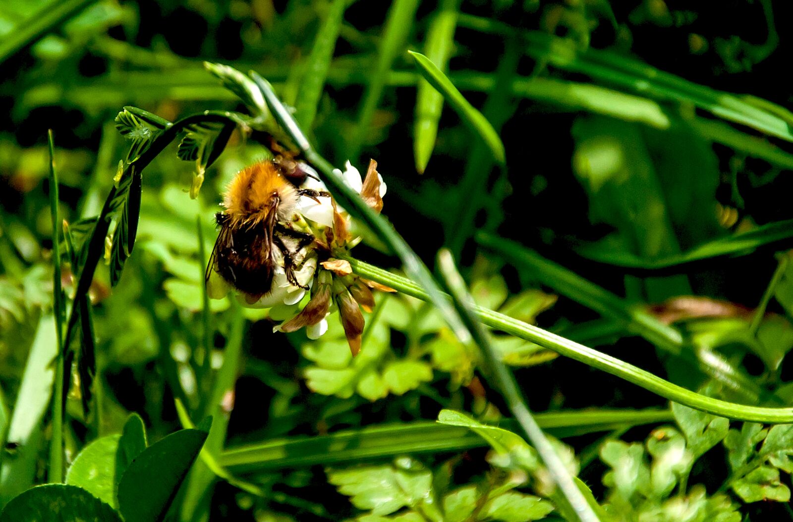 Nikon D5000 sample photo. Nature, plant, insect photography