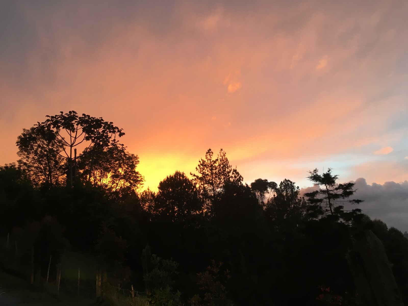 iPhone SE back camera 4.15mm f/2.2 sample photo. Orange, sunset, trees photography