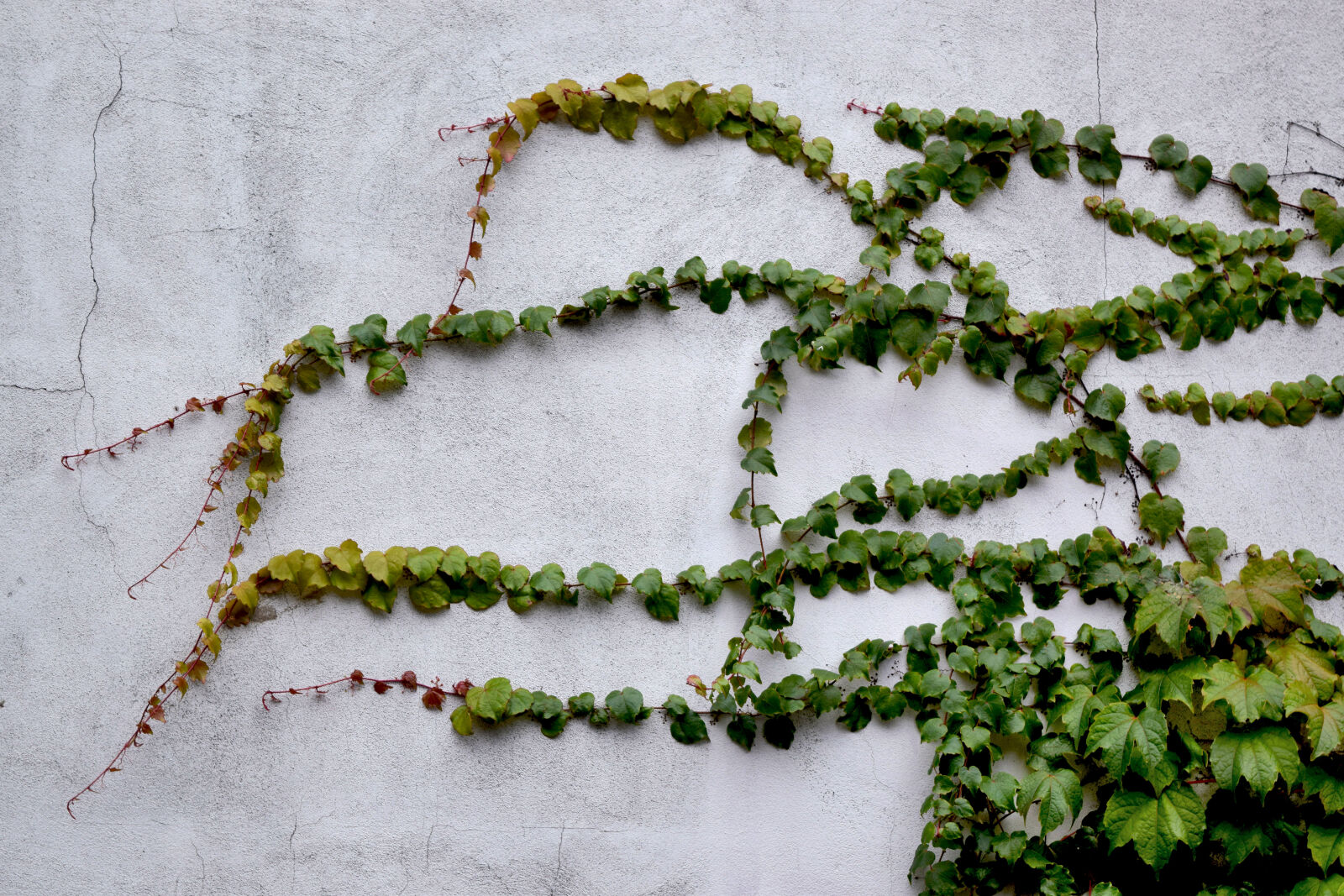 Nikon D3300 sample photo. Green, leaf, on, white photography