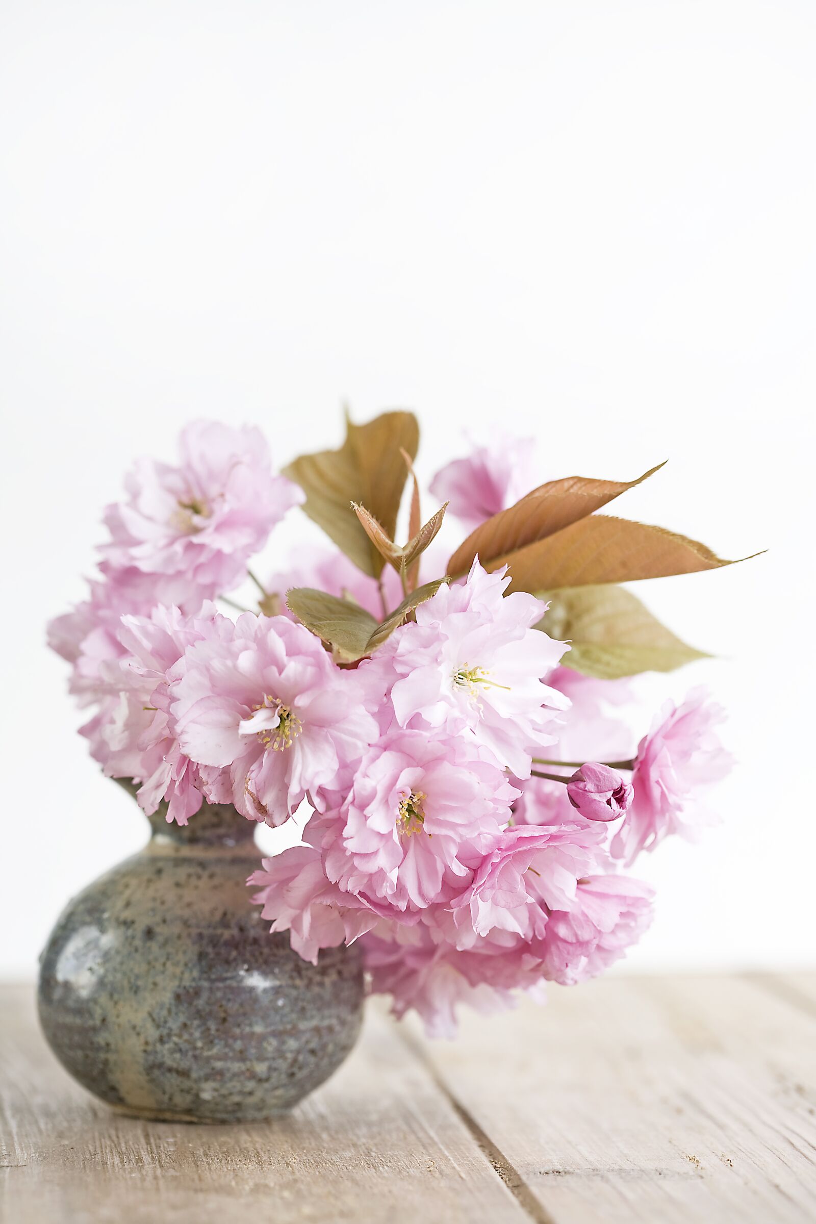 Canon EOS 5D sample photo. Pink, flowers, vase photography