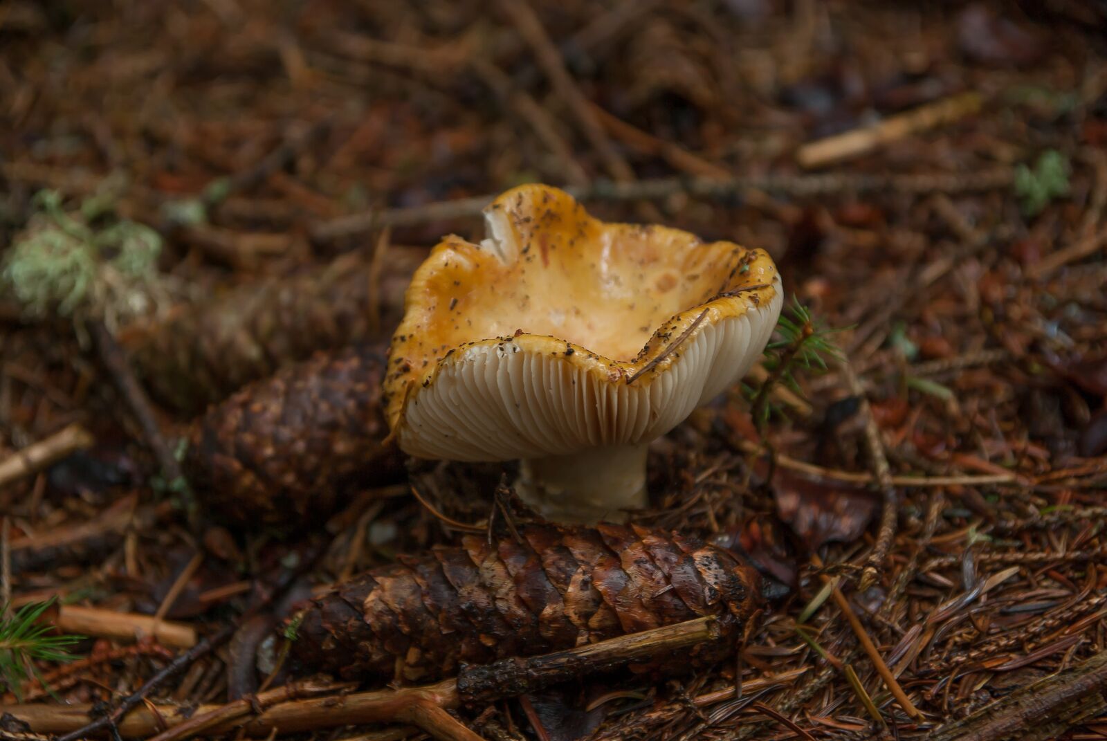 Pentax K10D sample photo. Fungus, forest, fall photography