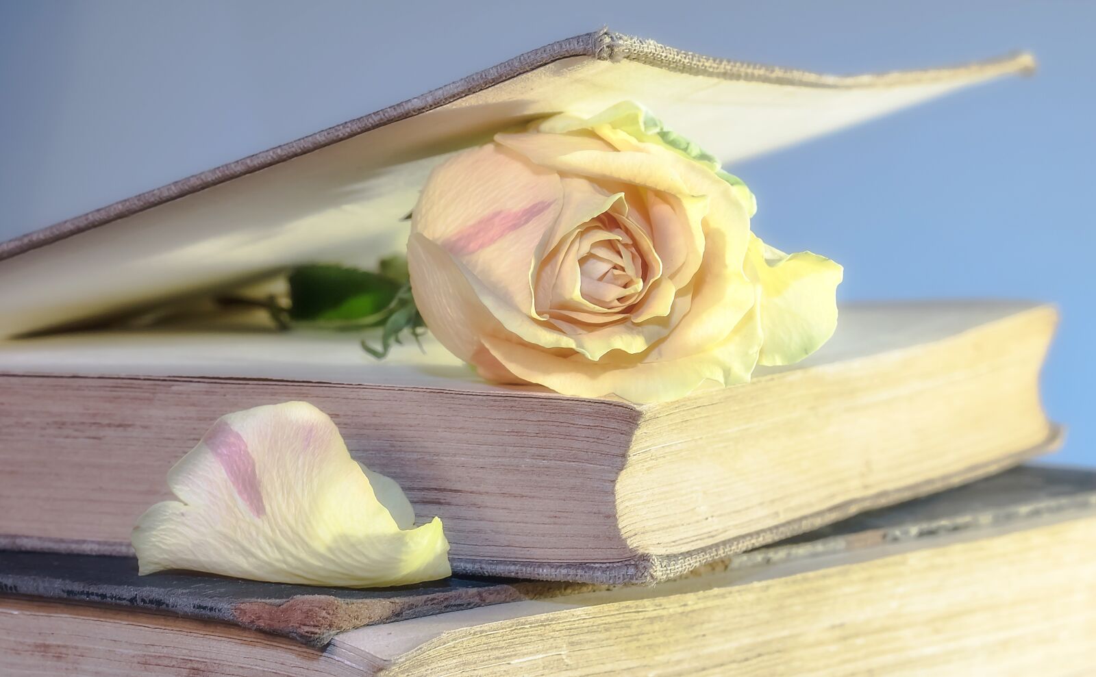Canon EOS 750D (EOS Rebel T6i / EOS Kiss X8i) sample photo. Rose, book, old book photography