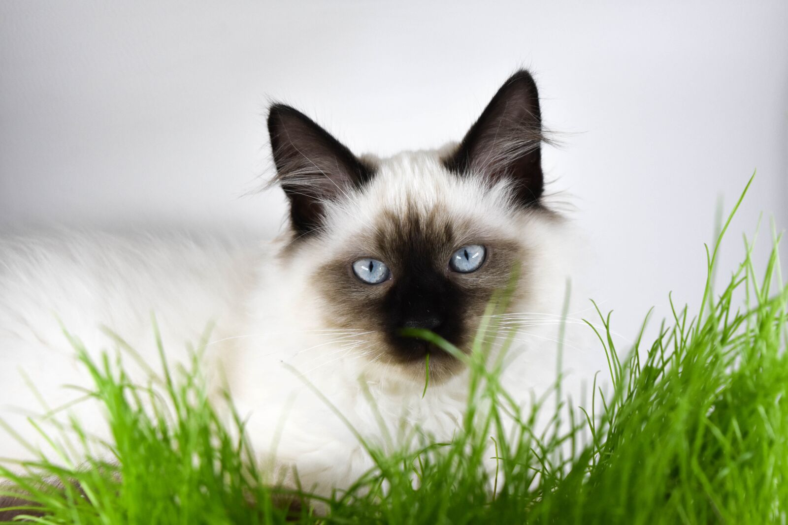 Nikon D7200 sample photo. Kitten, cat, grass photography