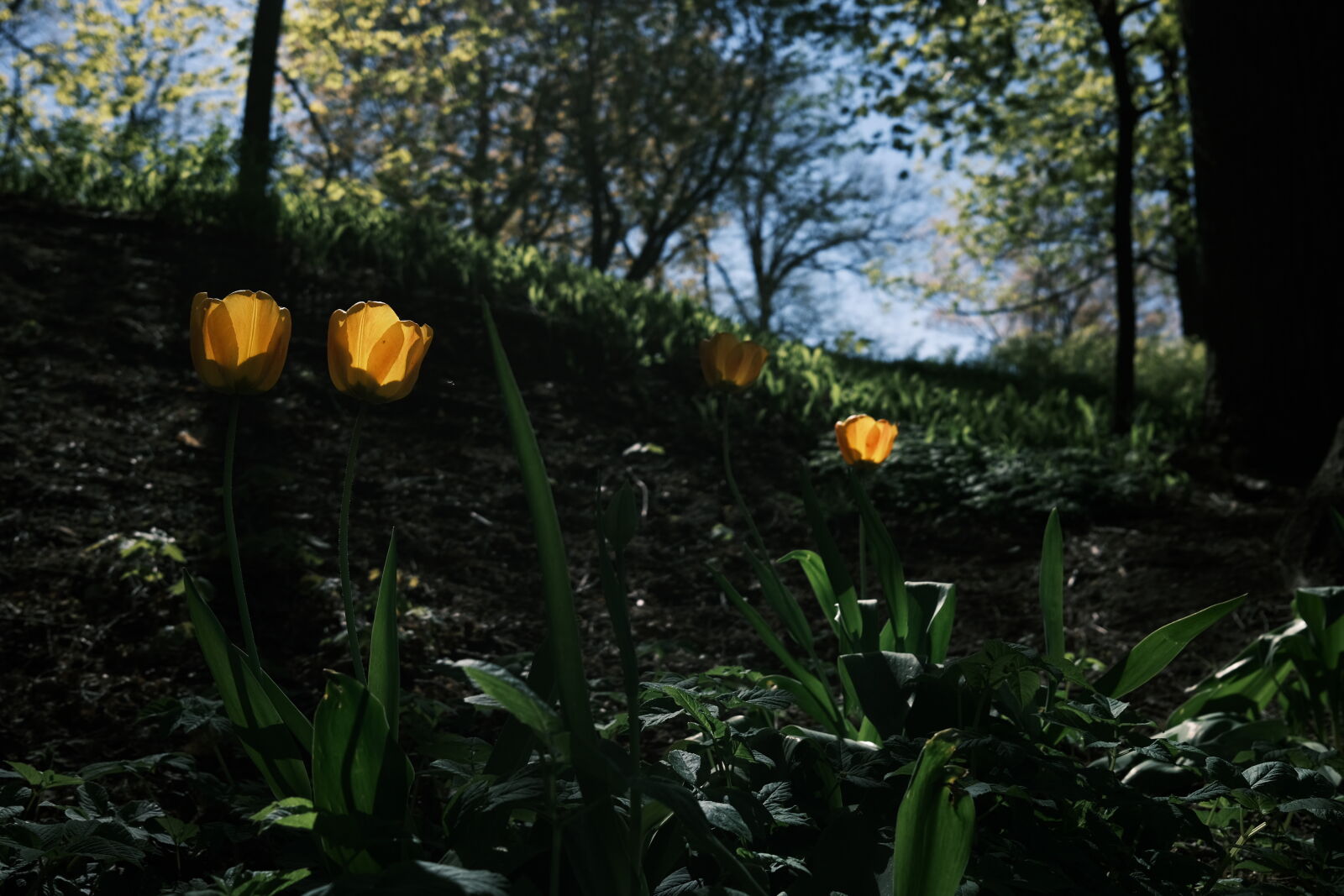 Fujifilm X100V sample photo. Flowers bloom photography