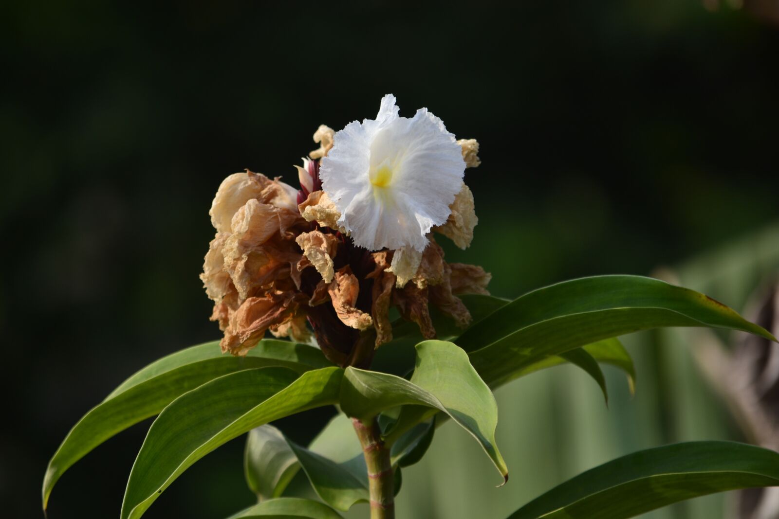 Nikon D3100 sample photo. Flowers, close, nature photography