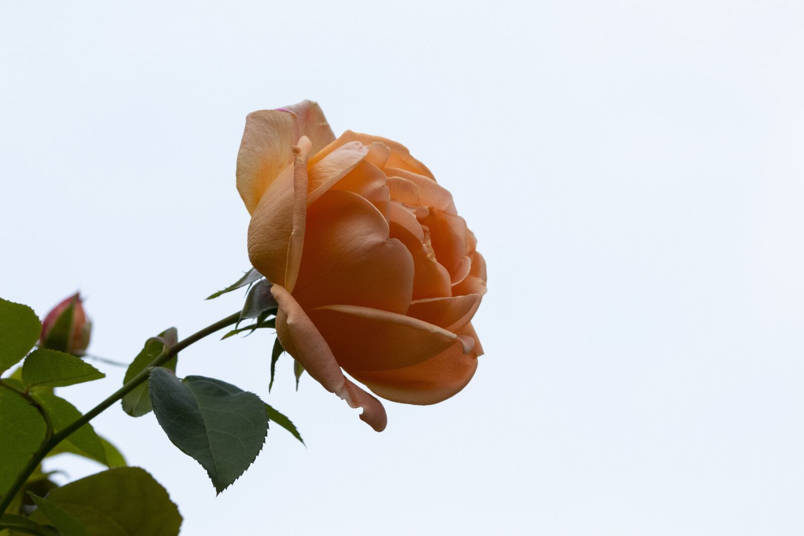 Canon EOS 800D (EOS Rebel T7i / EOS Kiss X9i) sample photo. Autumn, rose, nature photography