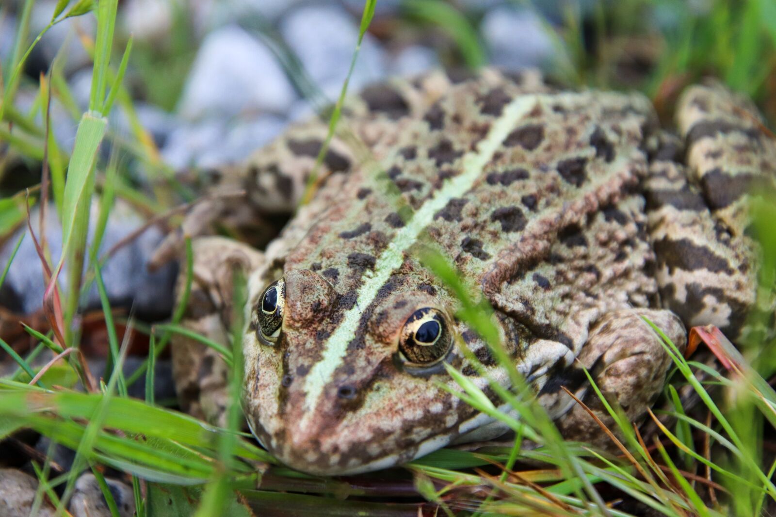 Canon EOS 800D (EOS Rebel T7i / EOS Kiss X9i) sample photo. Toad, nature, frog photography