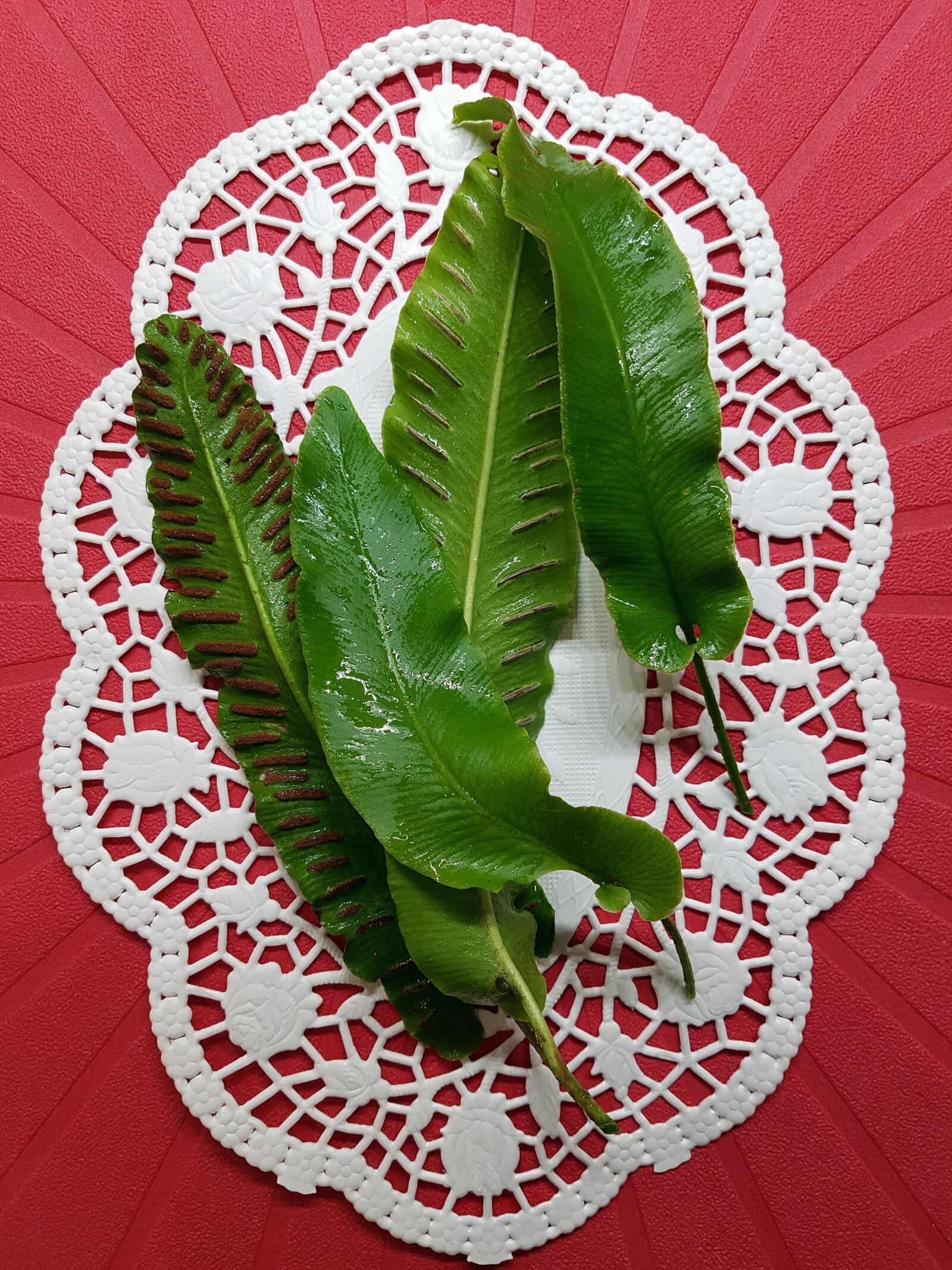 Samsung Galaxy S7 sample photo. Hart's-tongue fern, plant, hildegard photography