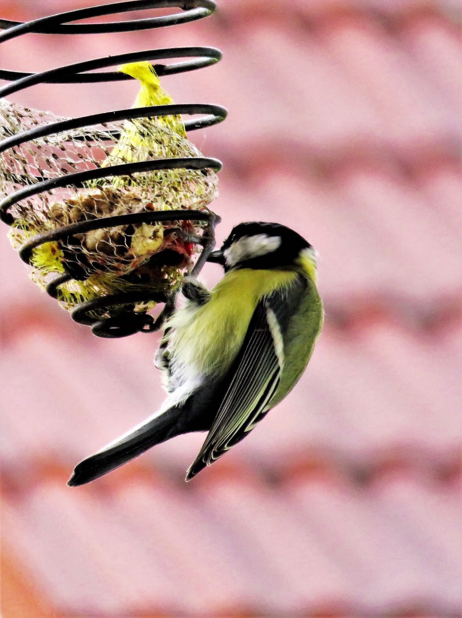Canon PowerShot SX710 HS sample photo. Bird, tit, songbird photography