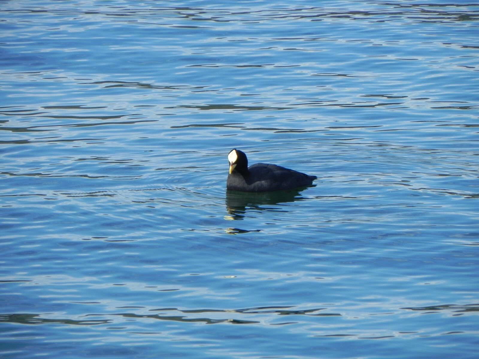 Nikon Coolpix P100 sample photo. Duck, lake, water photography
