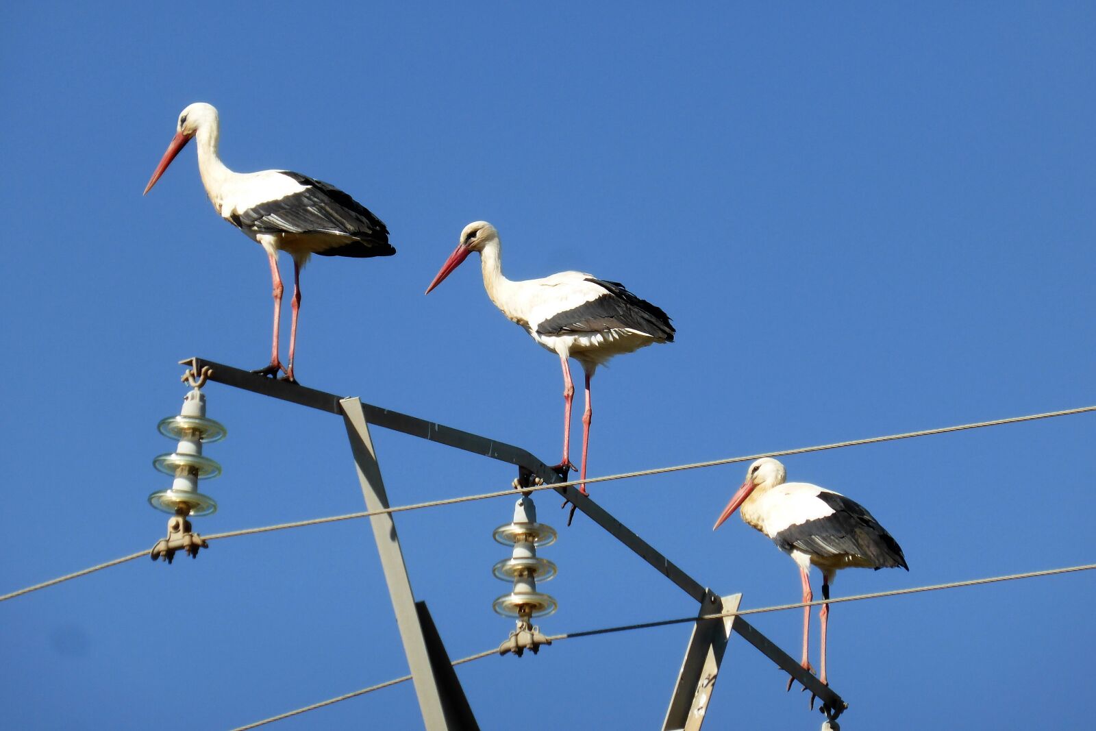 Panasonic Lumix DMC-ZS30 (Lumix DMC-TZ40) sample photo. Stork, spring, portugal photography