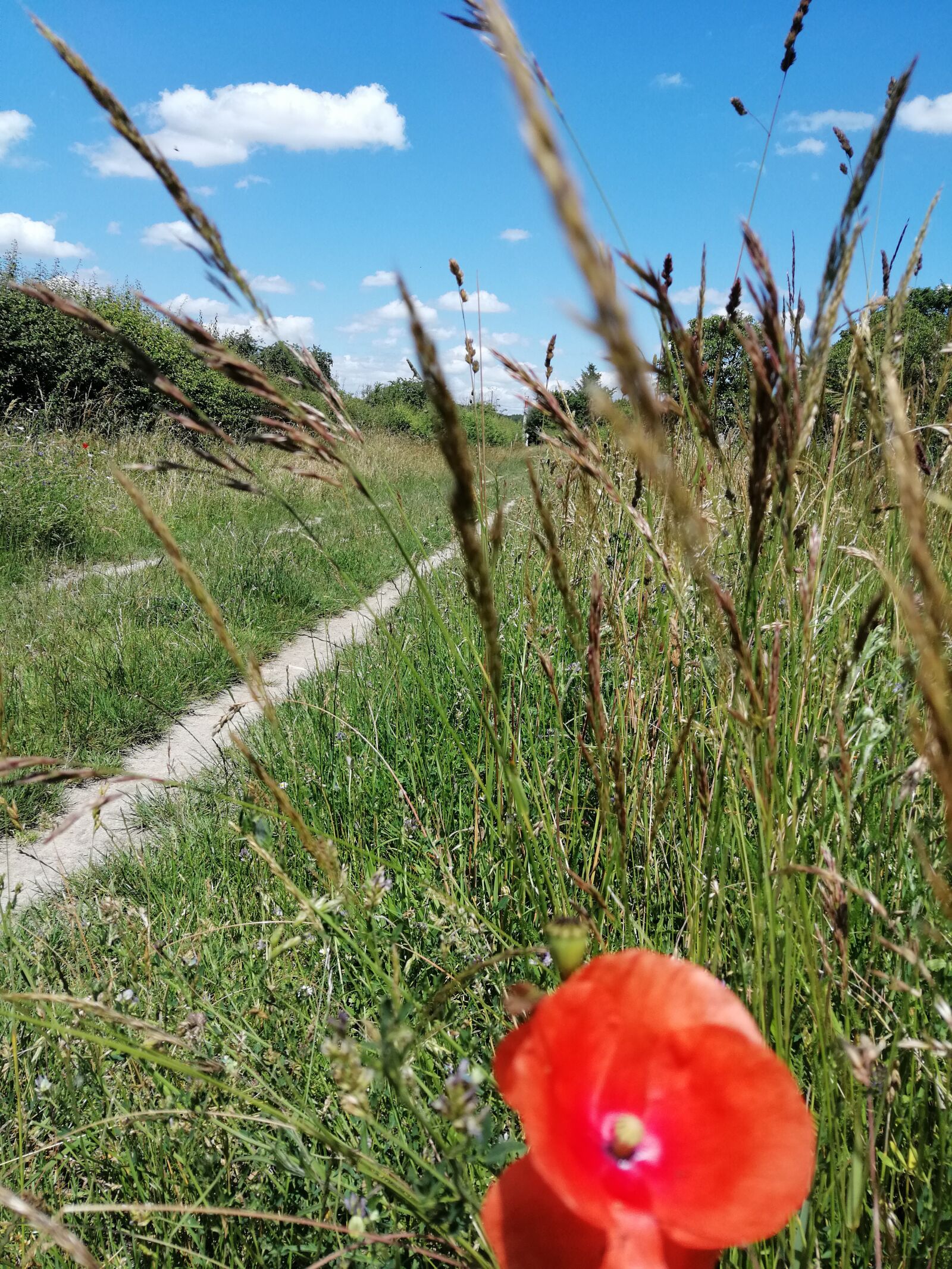 HUAWEI SNE-LX1 sample photo. Poppy, field, country photography