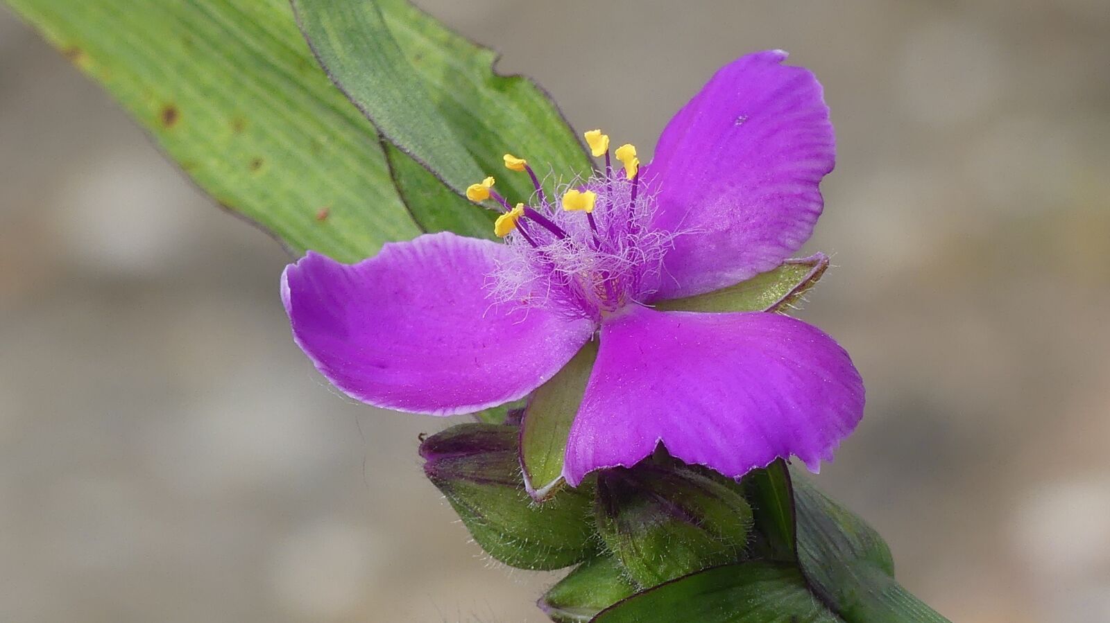 Panasonic Lumix DMC-FZ300 sample photo. Blossom, bloom, violet photography
