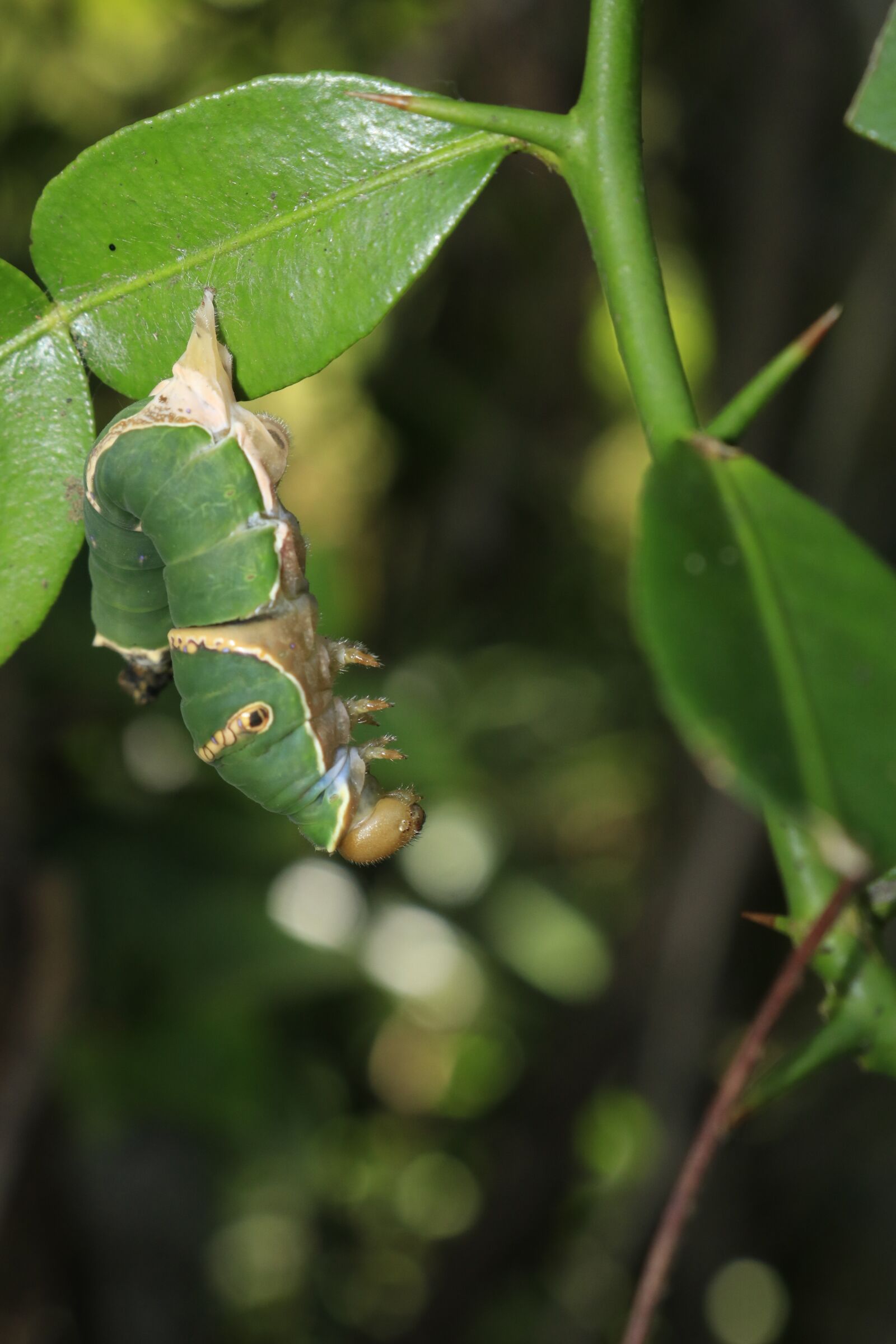 Canon EOS 750D (EOS Rebel T6i / EOS Kiss X8i) sample photo. Deep, bug, nature photography