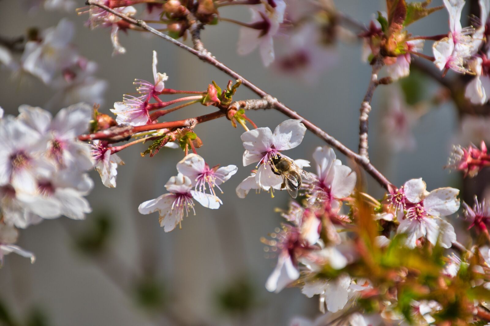 Nikon D5600 sample photo. Spring, flowers, bee photography